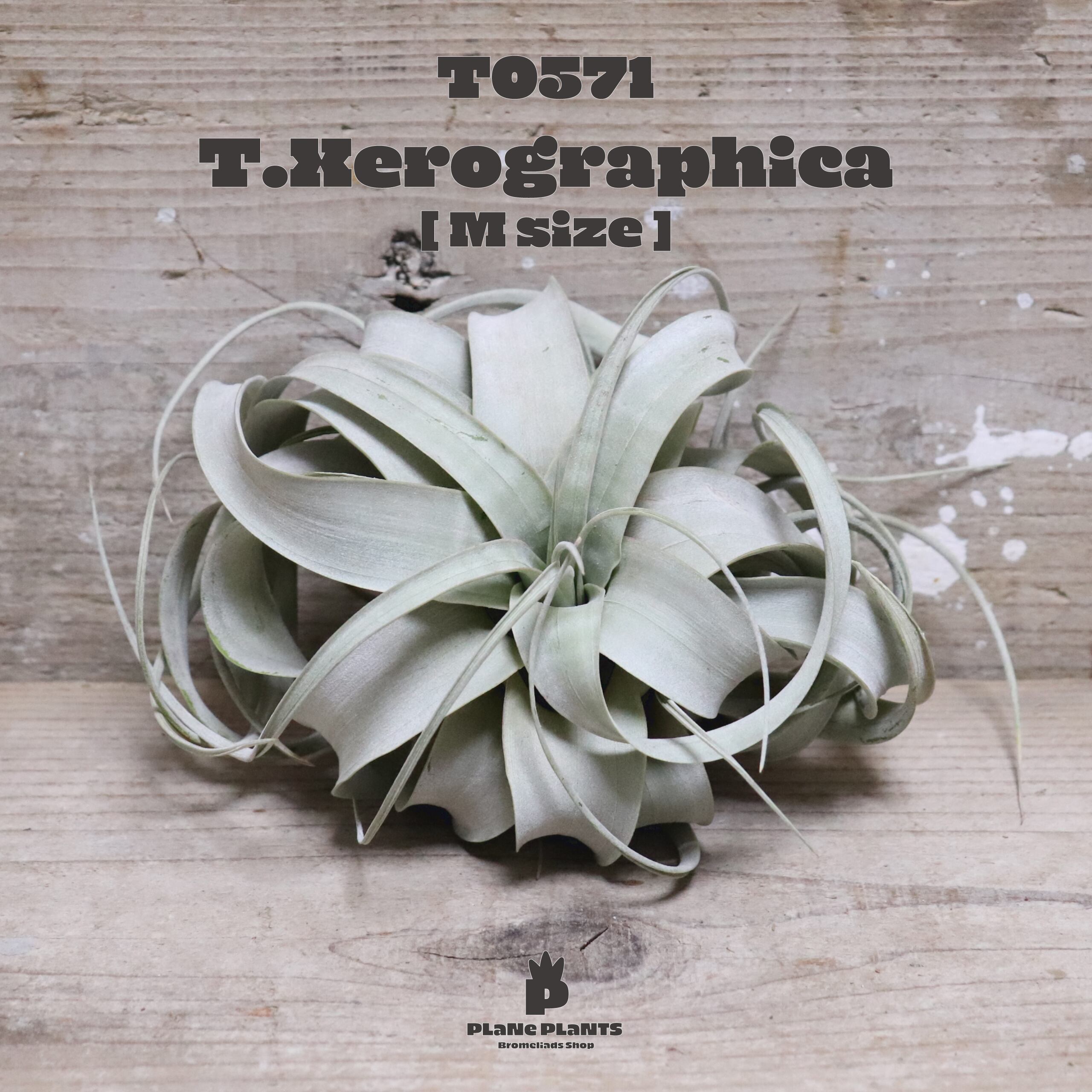 【送料無料】キセログラフィカM〔エアプランツ〕現品発送T0571