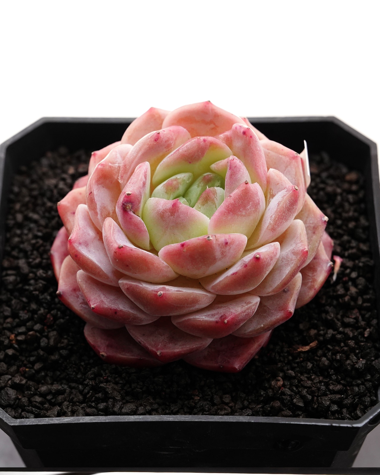 カット苗 サラン Echeveria 'Sarang'