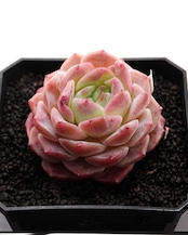 カット苗 サラン Echeveria 'Sarang'