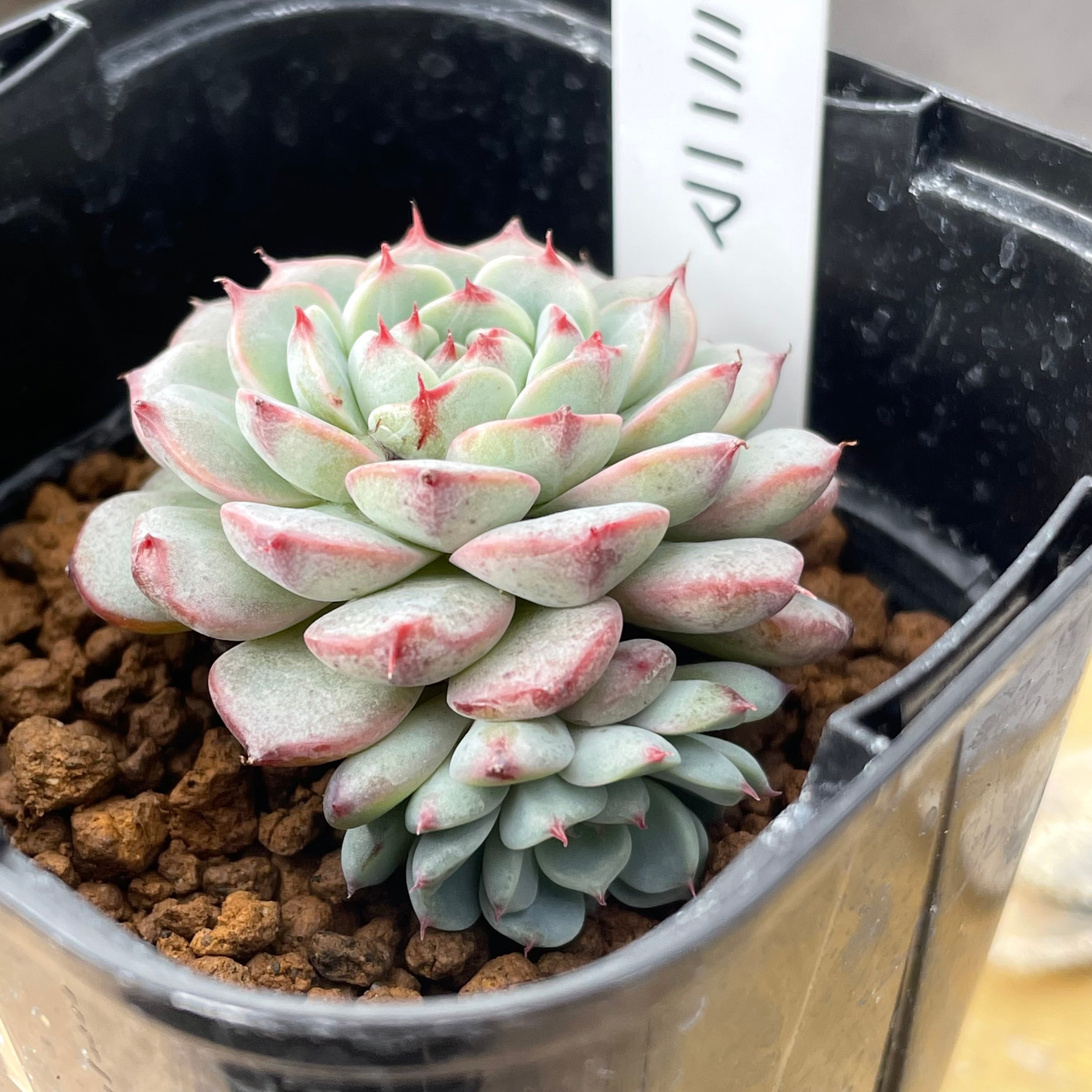 ホワイトミニマ ＊ エケベリア 多肉植物