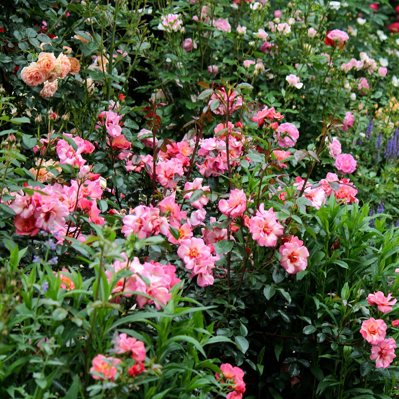 ♡Atsushi様♡ご予約　バラ苗 楽天市場】【まもなく締め切り】 予約販売 バラ 苗 バラ 新苗