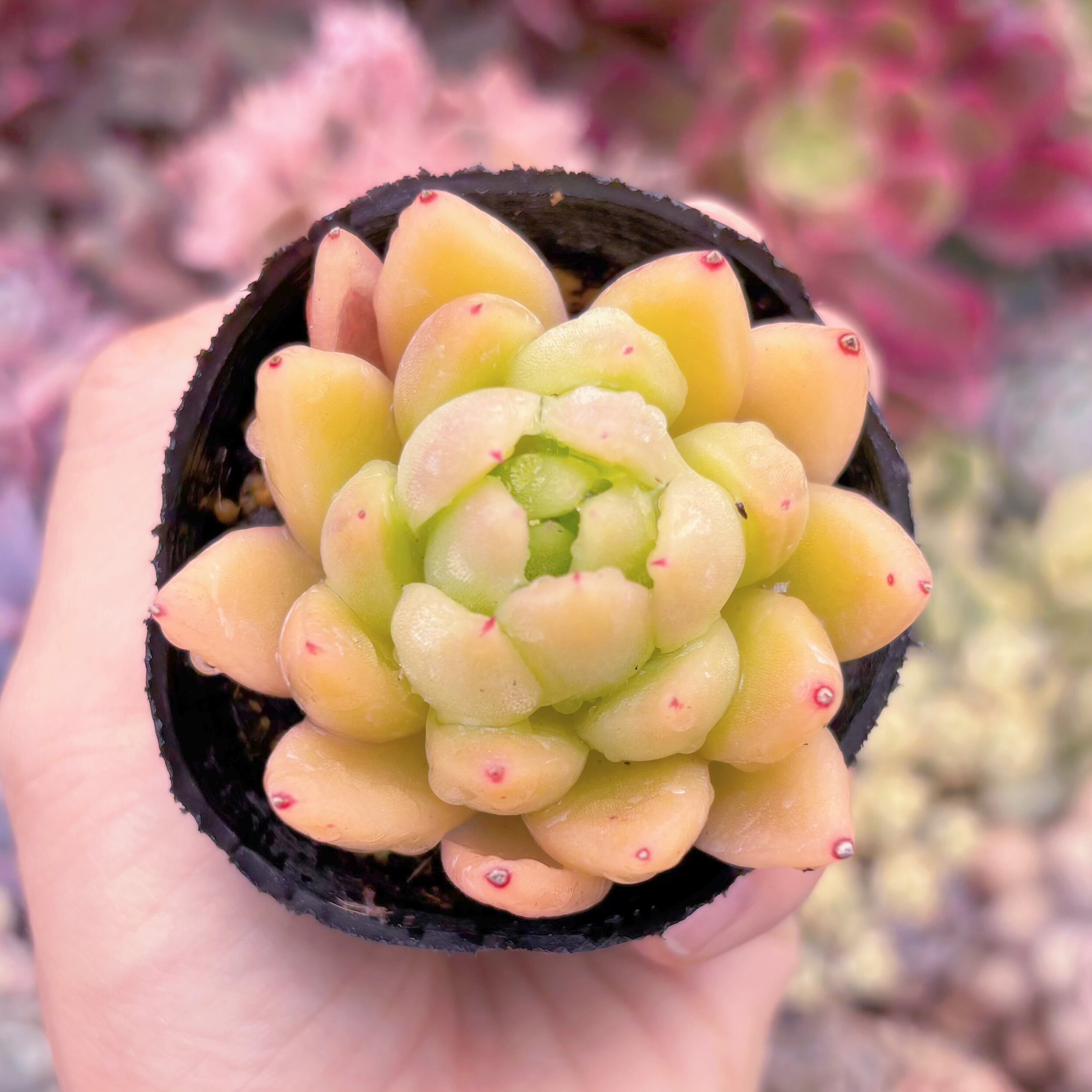 現品　ゴールドバニー#B14　るる農園