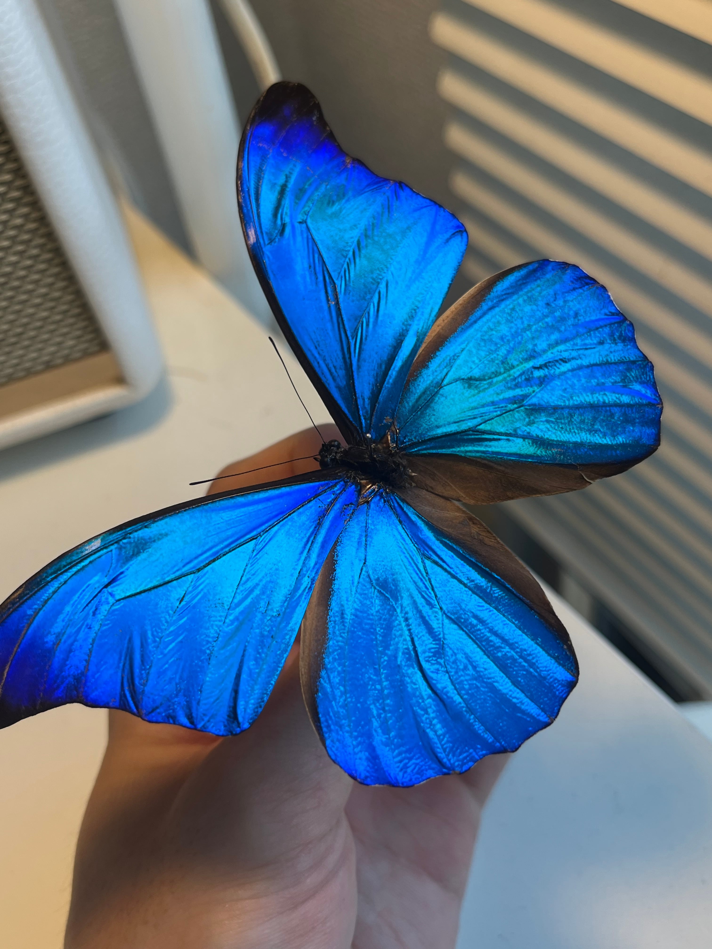 極美個体】レテノールモルフォ蝶 蛾ピカソモスモルフォチョウMorpho