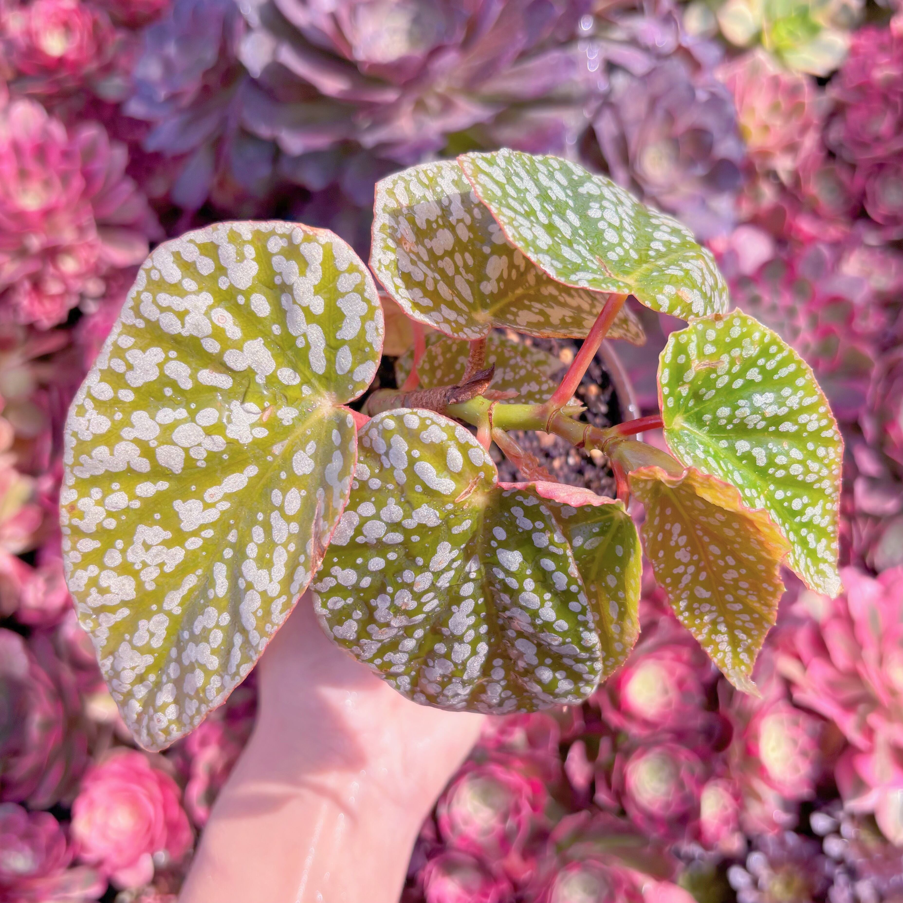 現品　スノーキャップド#K429　るる農園