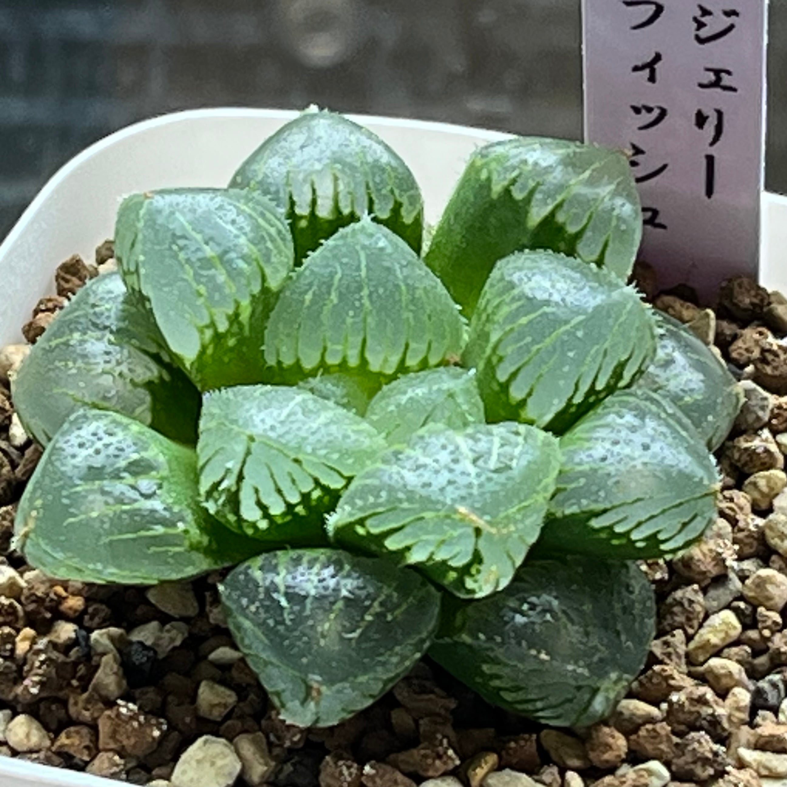 ハオルチア 白帝城錦 糊斑 | mocono_plants