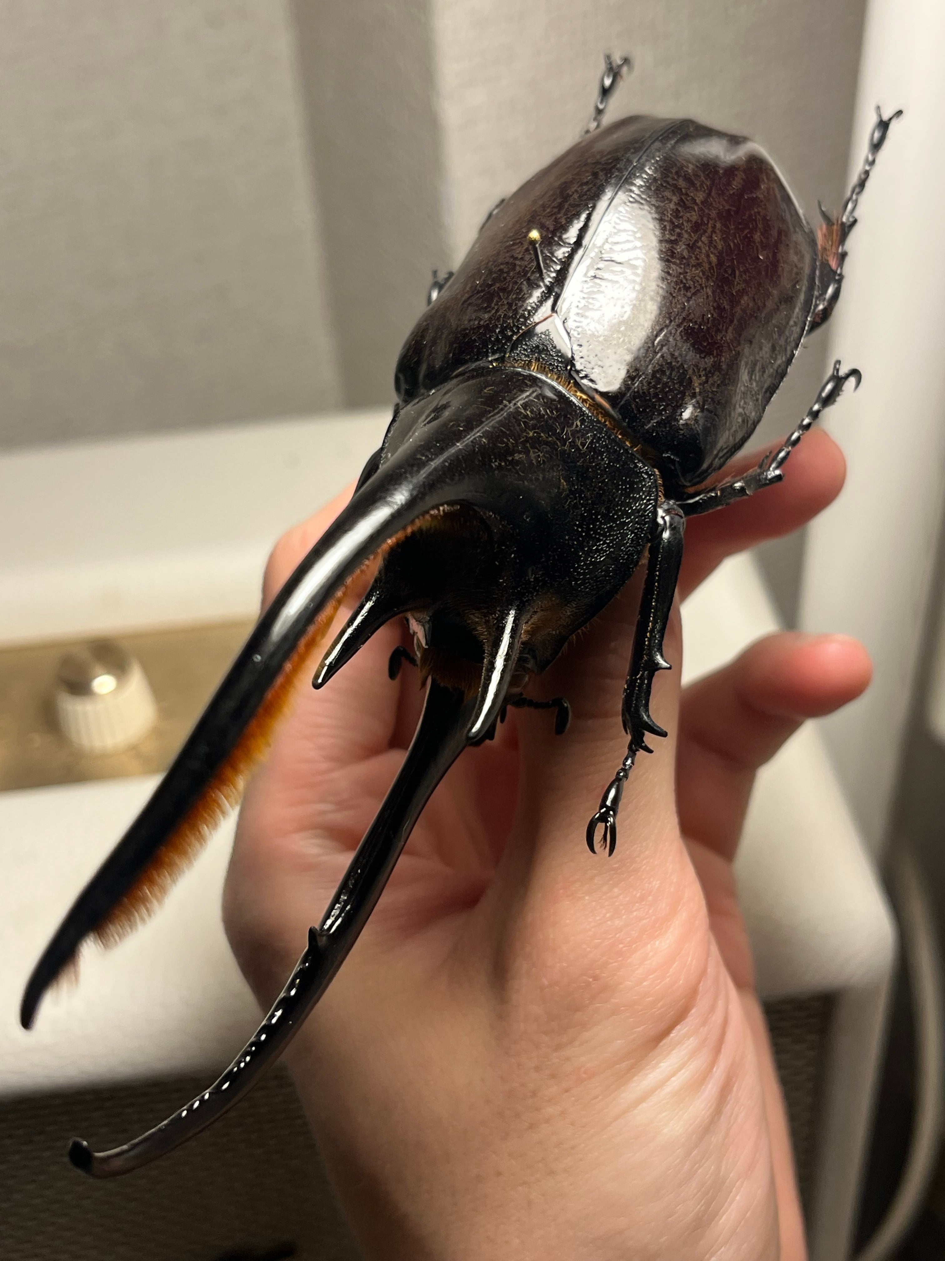 140mm】ネプチューンオオカブト 標本 Dynastes neptunus ♂ヘラクレス