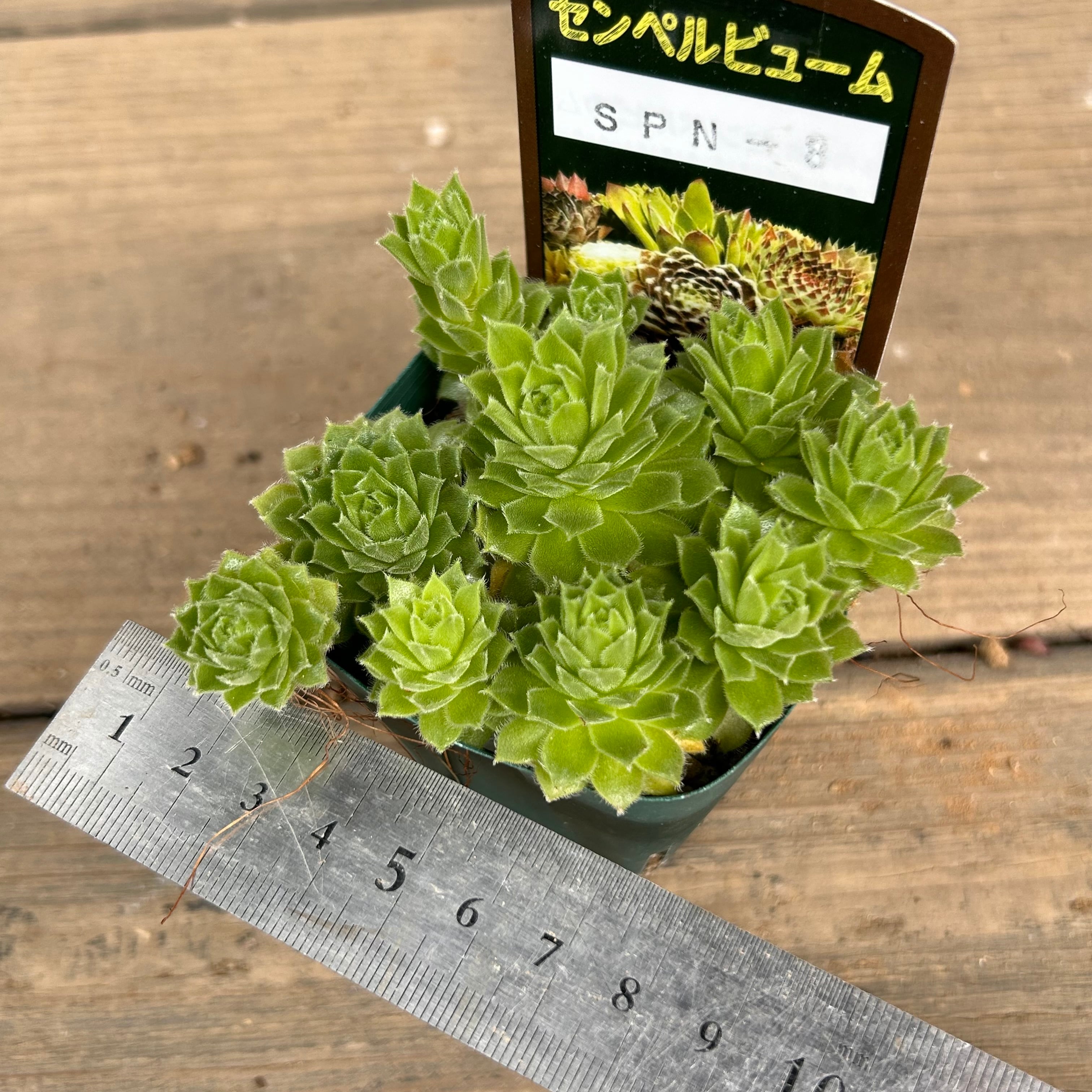 SPN-8 センペル | RuPo 多肉植物専門店