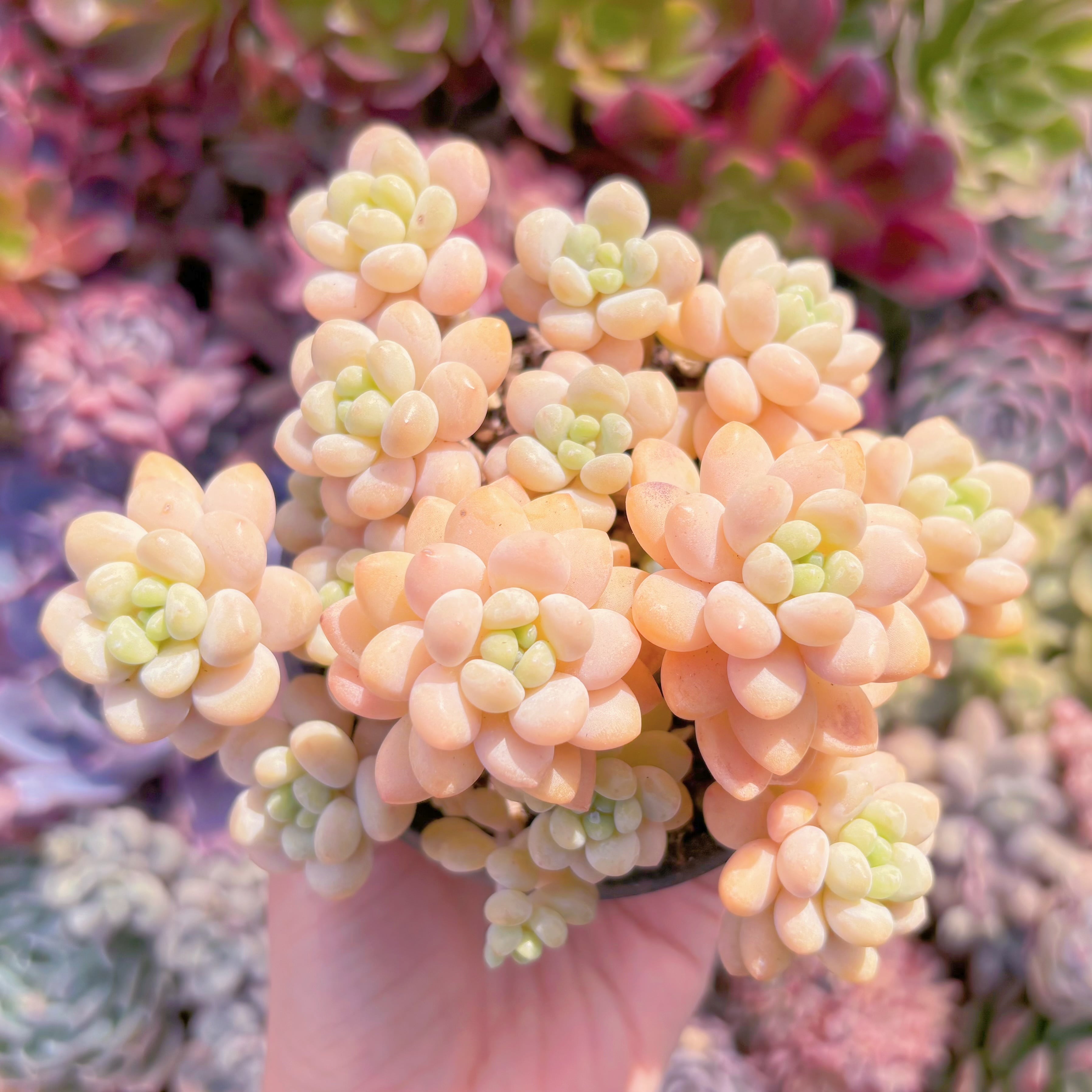 現品　丸葉ストロベリーミルク#685　るる農園