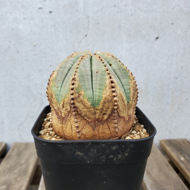 【木質化】Euphorbia obesa ユーフォルビア オベサ