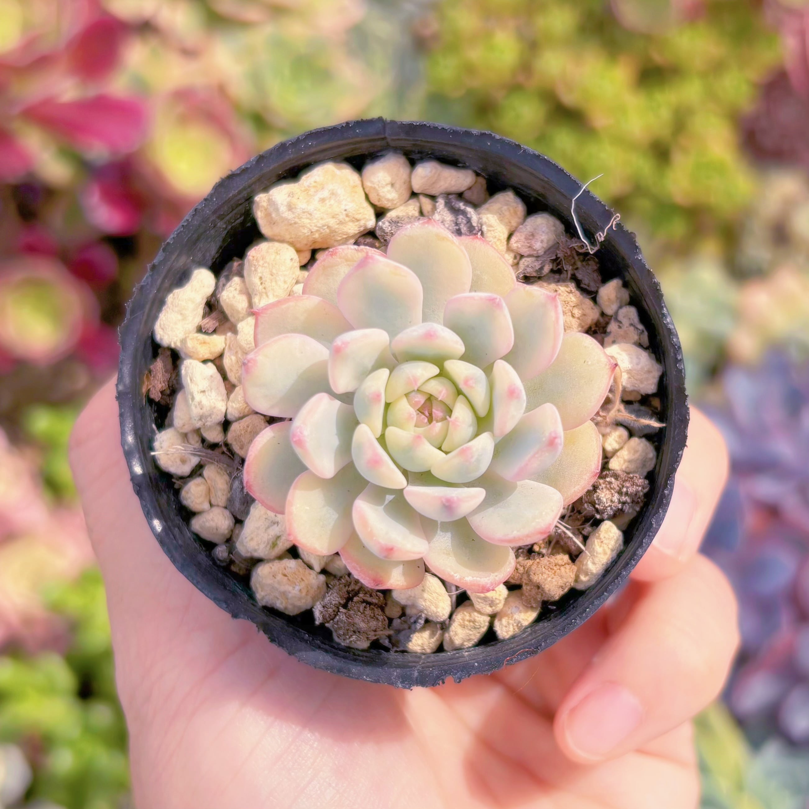 現品　ホワイトミニマ錦#640　るる農園