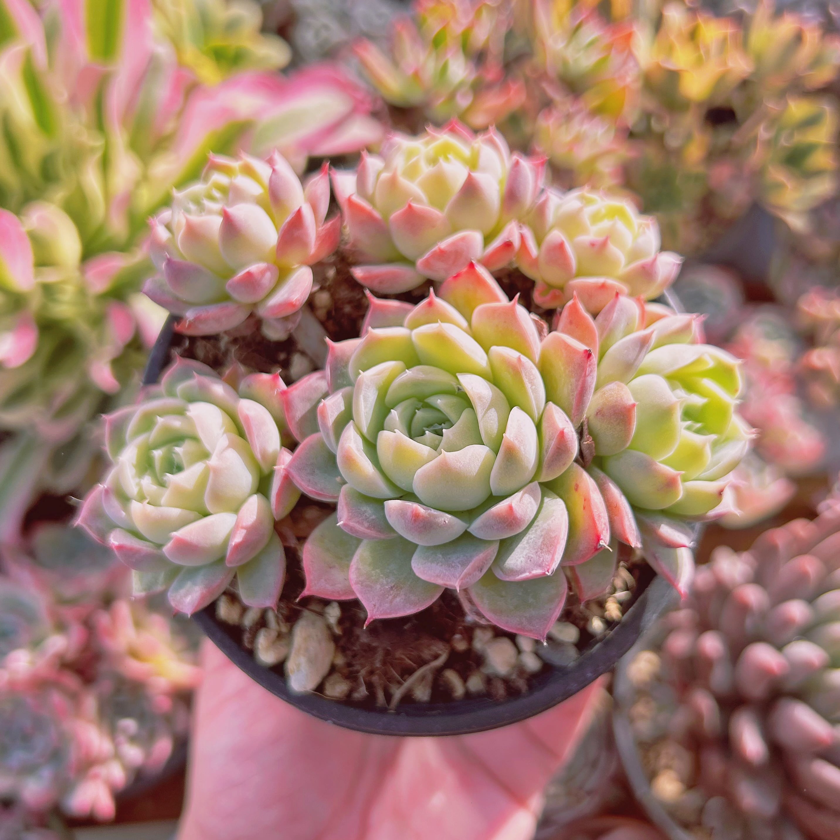 現物　多肉植物　Echeveria アデル　大群生　抜き苗