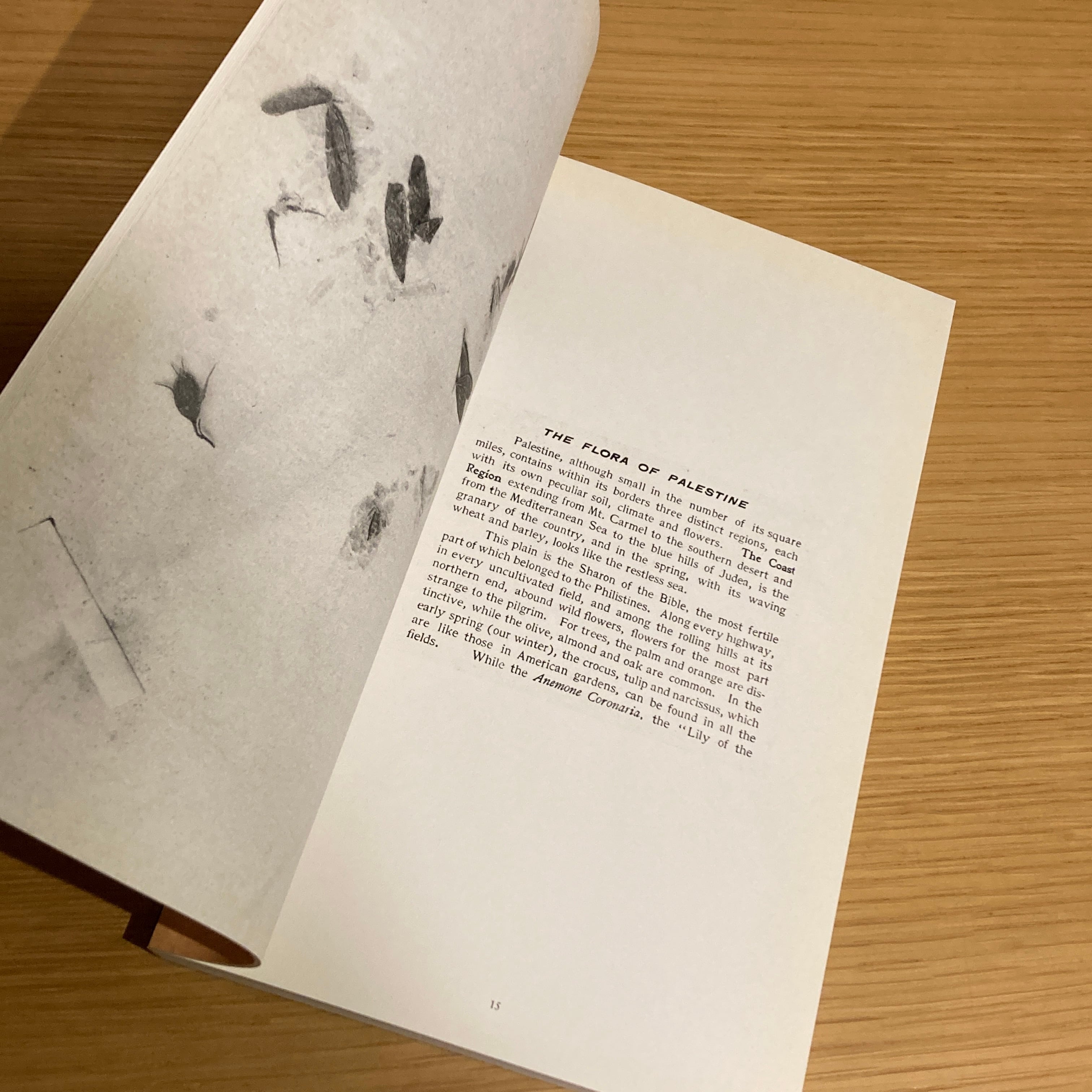 The Politics of Flowers / Terri Weifenbach | 百年