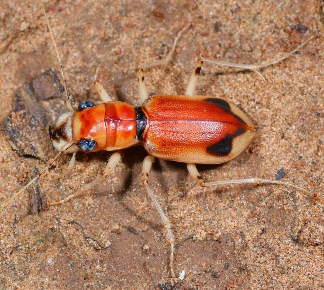 28mm】Phaeoxantha klugii ハンミョウ 標本 | オモニキチュウ
