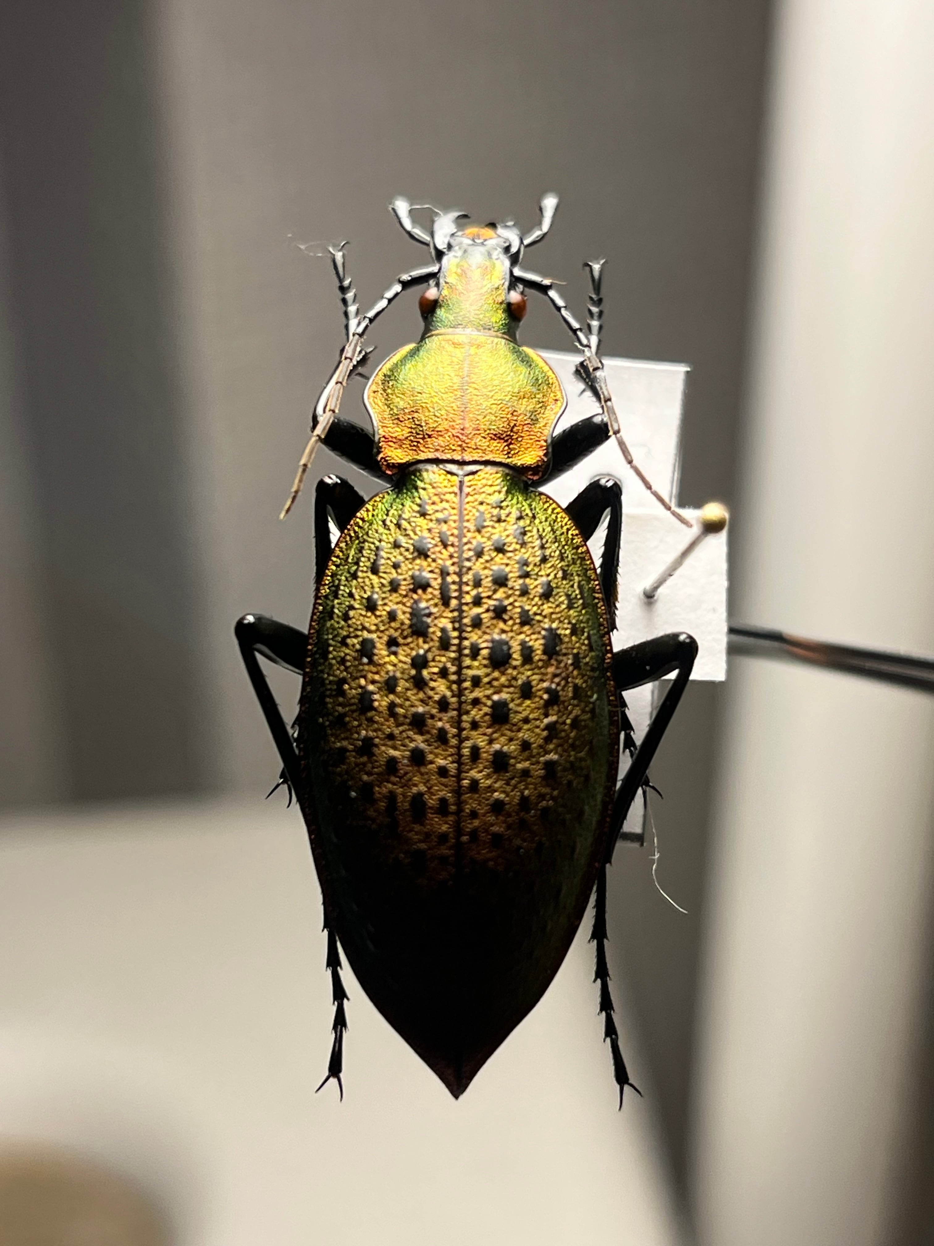 極美個体】チョウセンカブリモドキ オサムシ標本 オサムシ