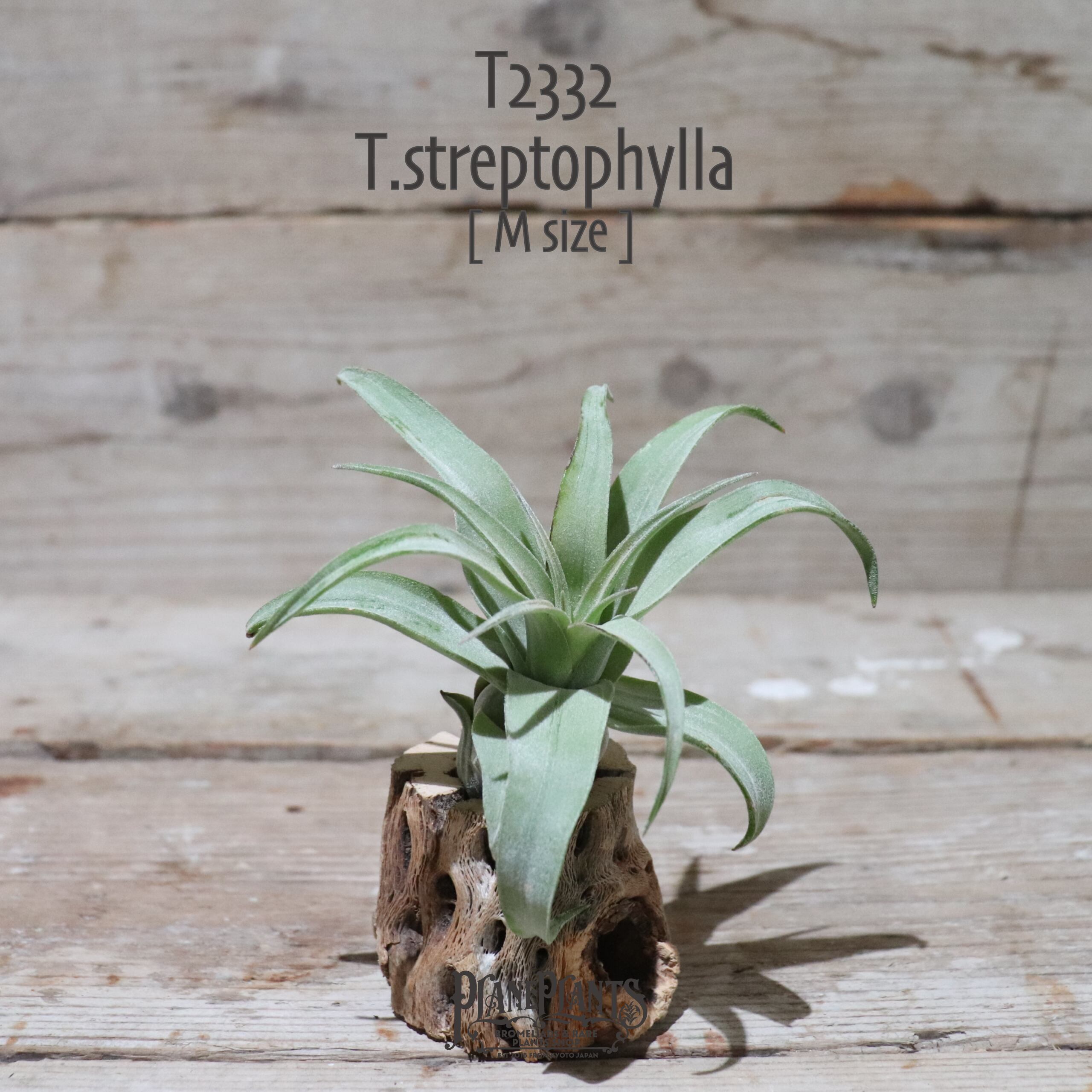 【送料無料】ストレプトフィラ M〔エアプランツ〕現品発送T2332