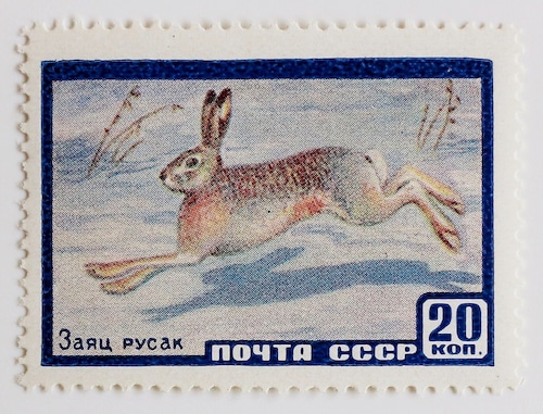 野ウサギ / ソビエト 1960