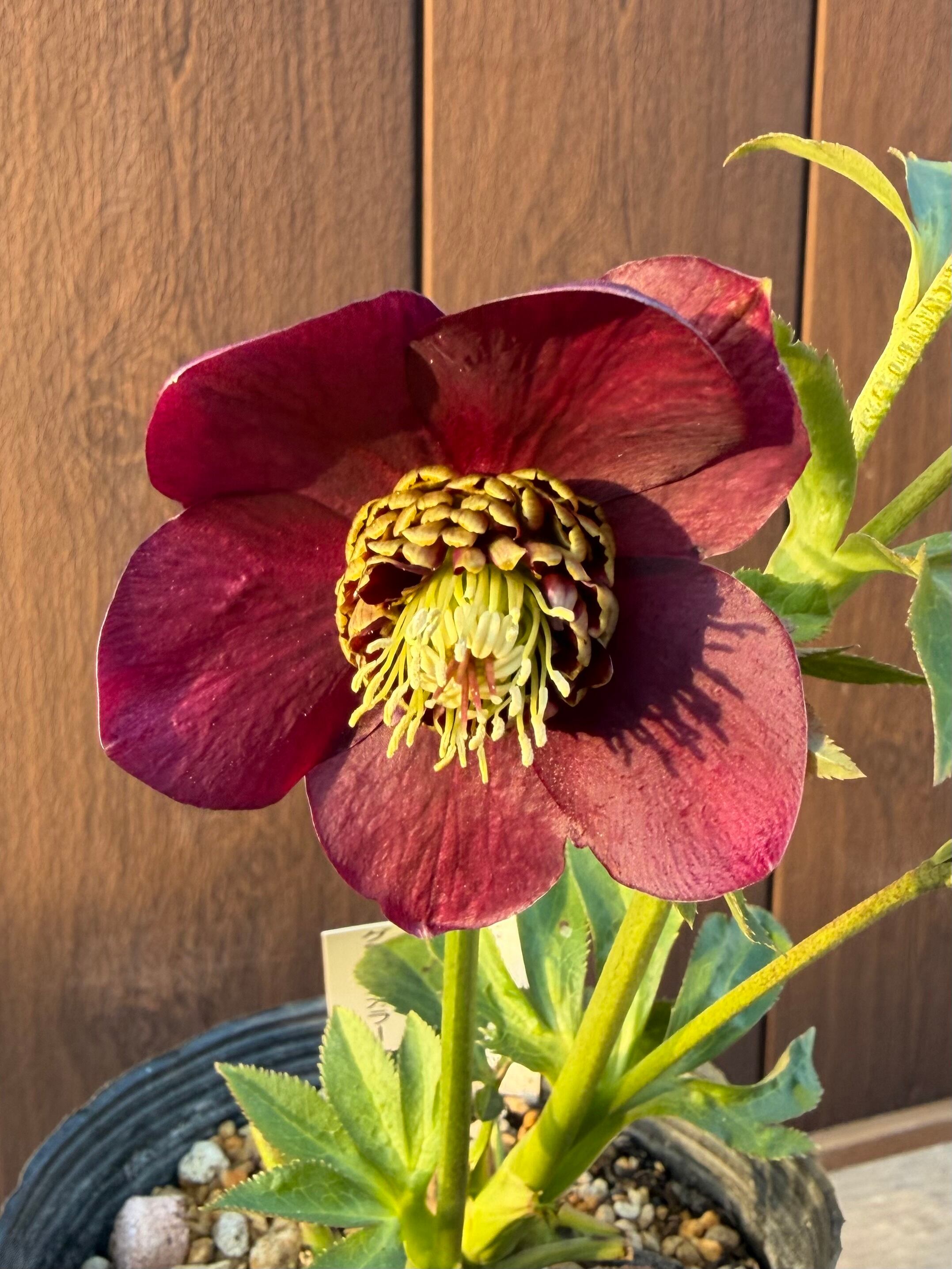 キラメキ寄りグロッシー☆モーリー系ディープレッド 加藤農園