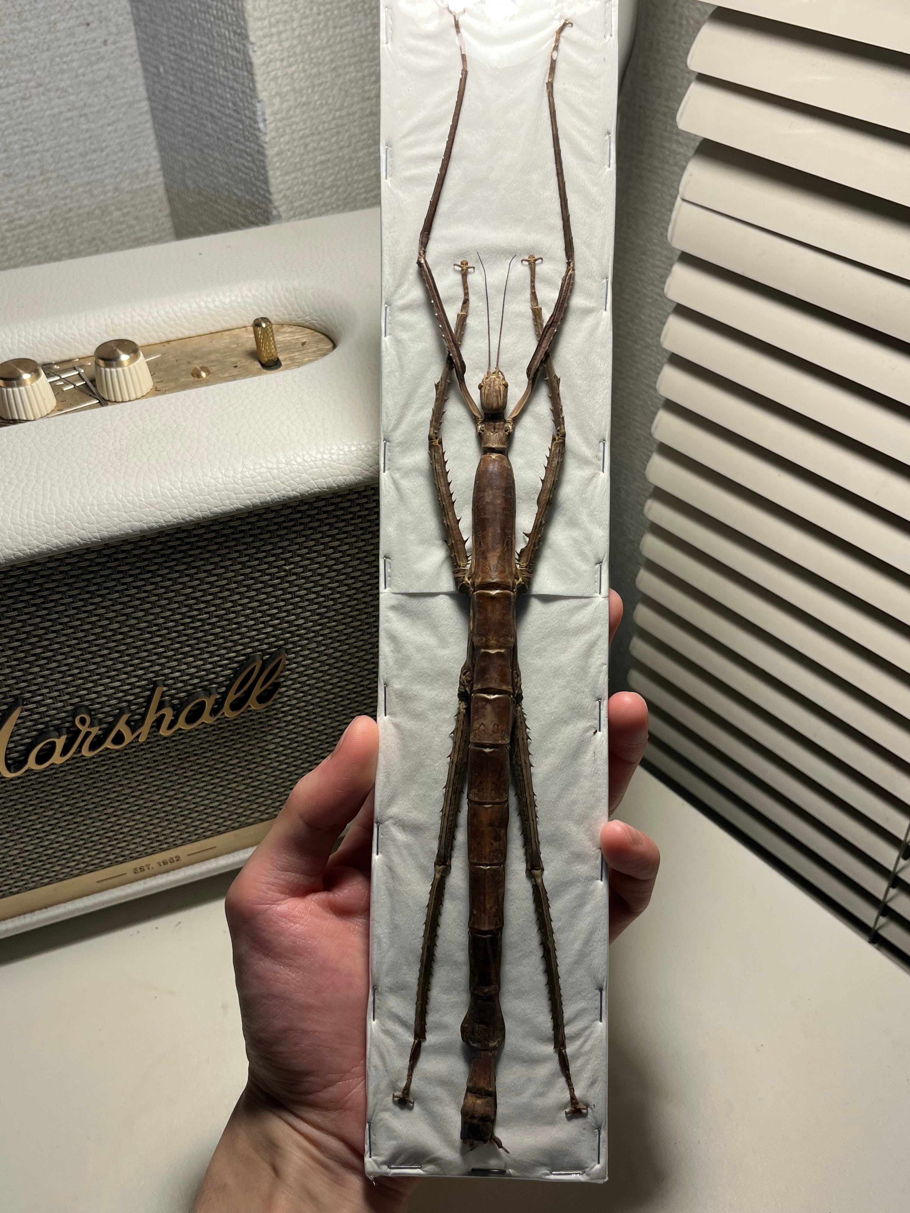 ナナフシ | オモニキチュウ