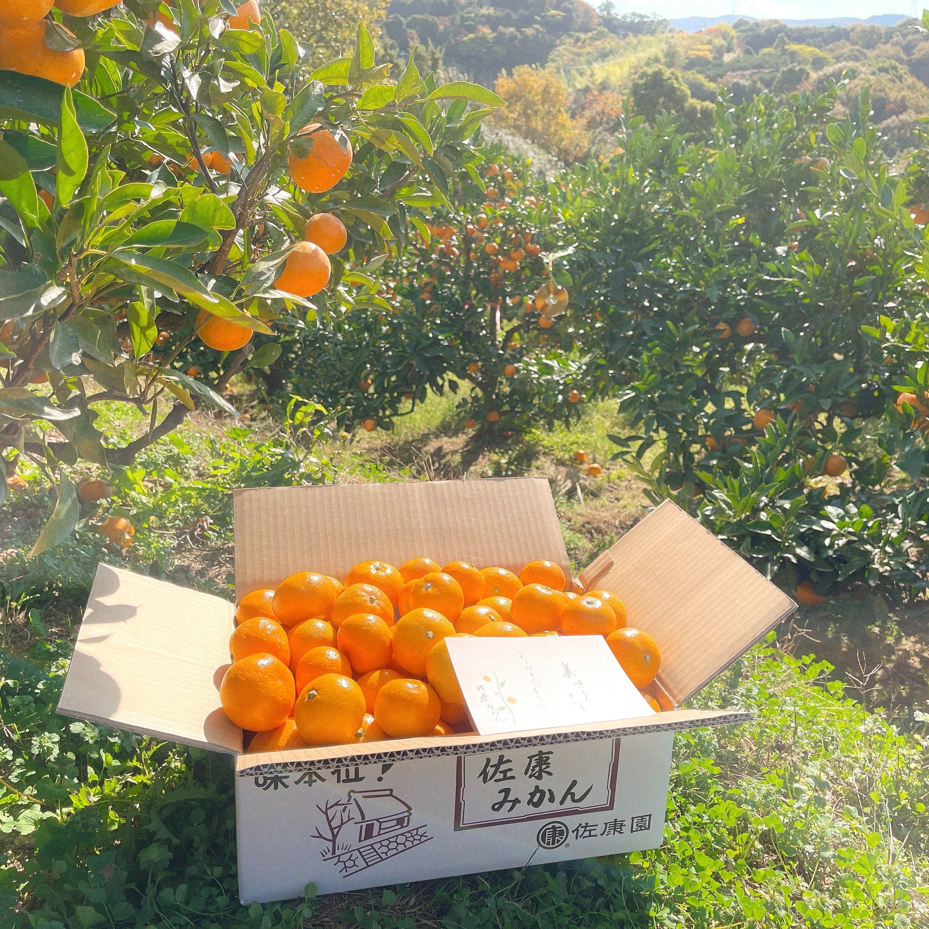 みかん（Sサイズ） 10kg | 紀州・和歌山の絶品みかん - 人が真似