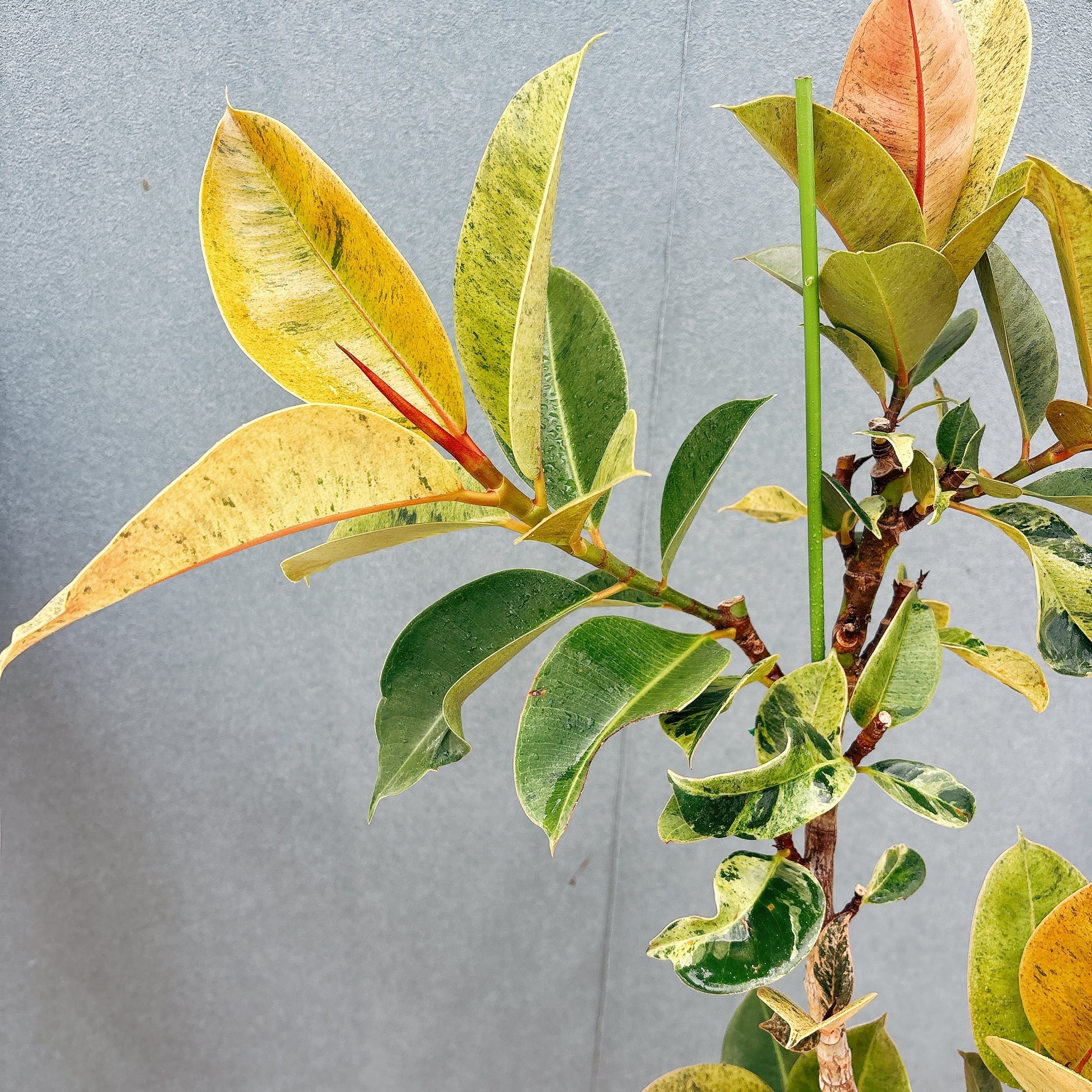 現品］【希少】1番 フィカス ジン 曲がり 7号 観葉植物 ゴムの木 室内