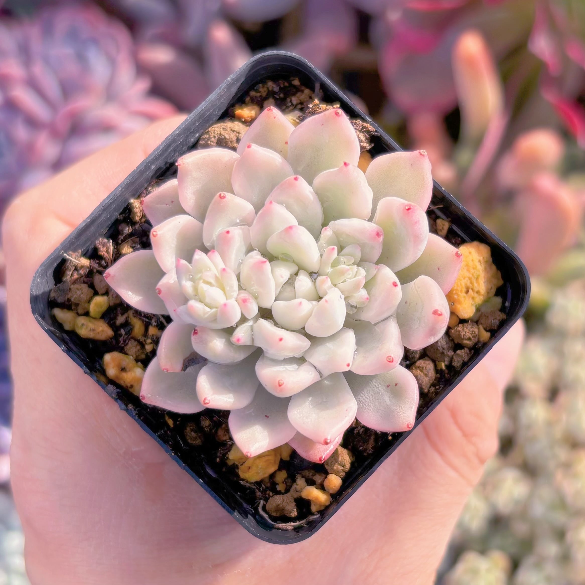 現品　雪の女王錦#934　るる農園