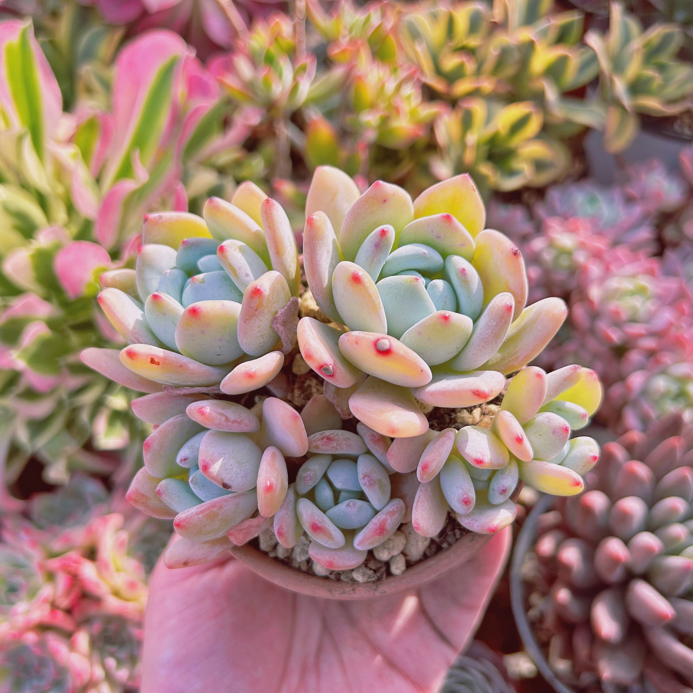 多肉植物　ラウイx冷香　4~6頭　特大群生