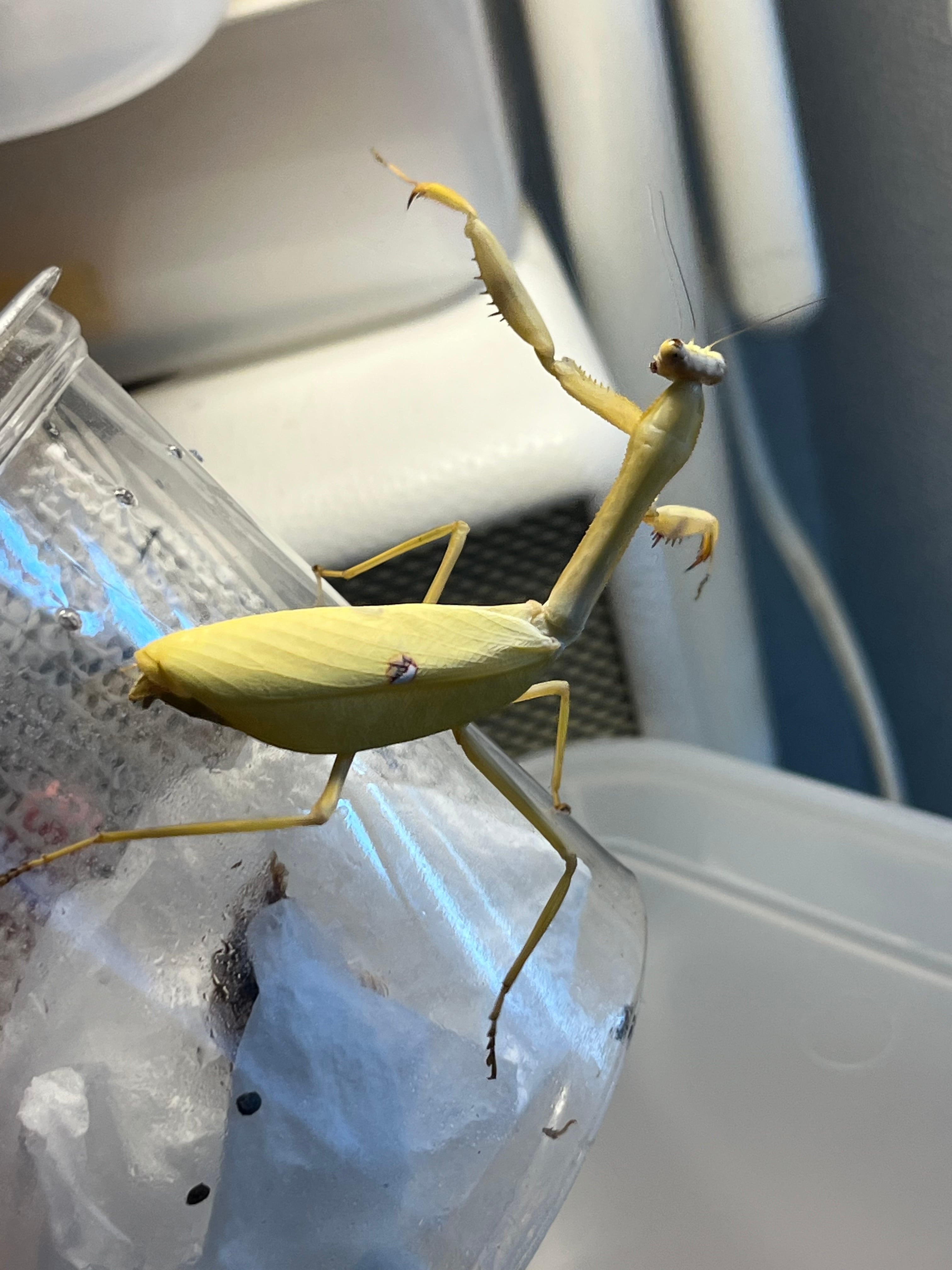 カマキリ | オモニキチュウ