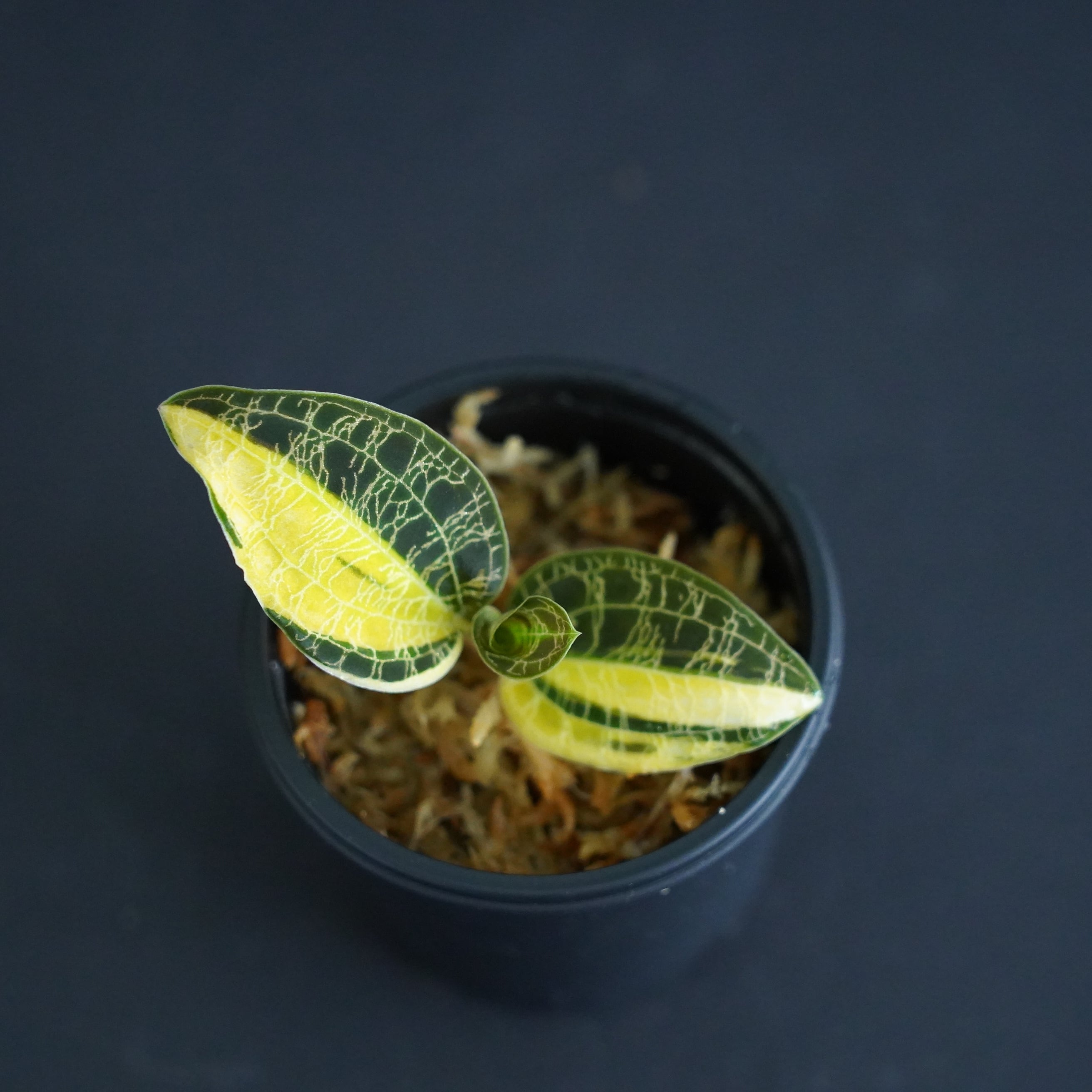 ◇現品◇マコデス ペトラ 斑入り【ジュエルオーキッド宝石蘭／石崎