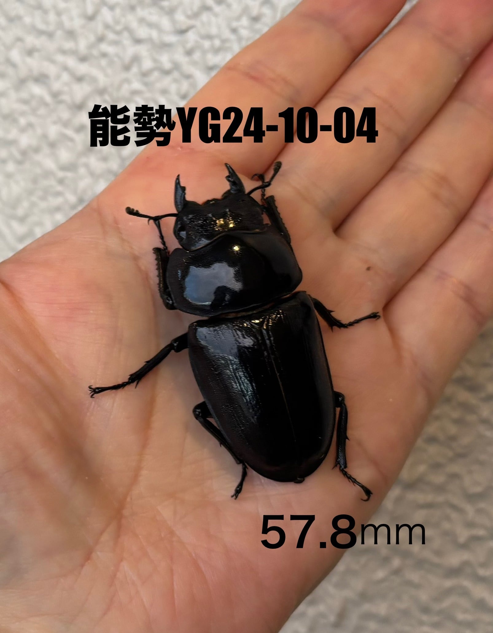 能勢SR血統オオクワガタ ♂86.9mm 能勢SR血統オオクワガタ】新成虫同腹 