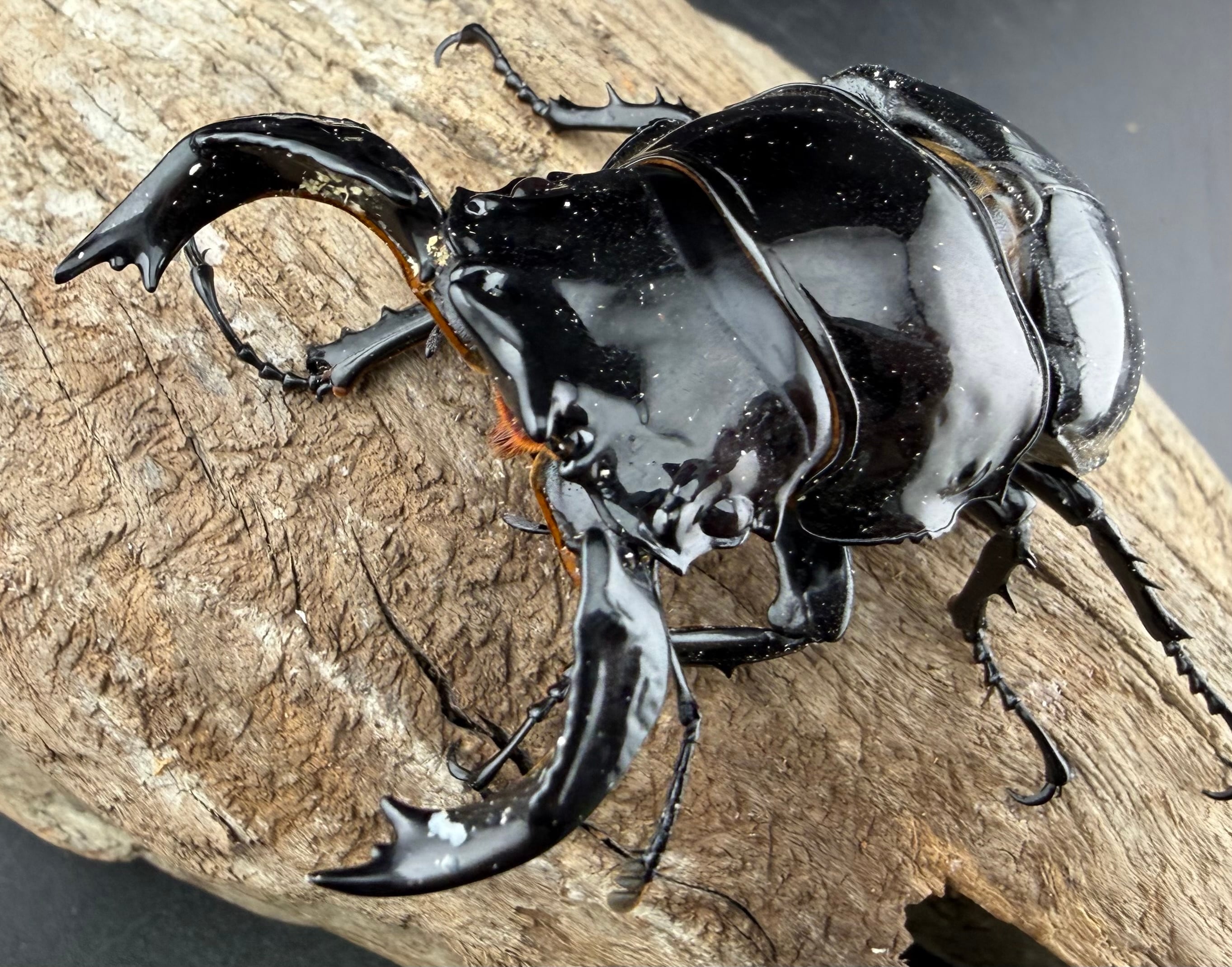 タランドゥスオオツヤクワガタ 86mm ペア》 | KPW公式オンラインショップ