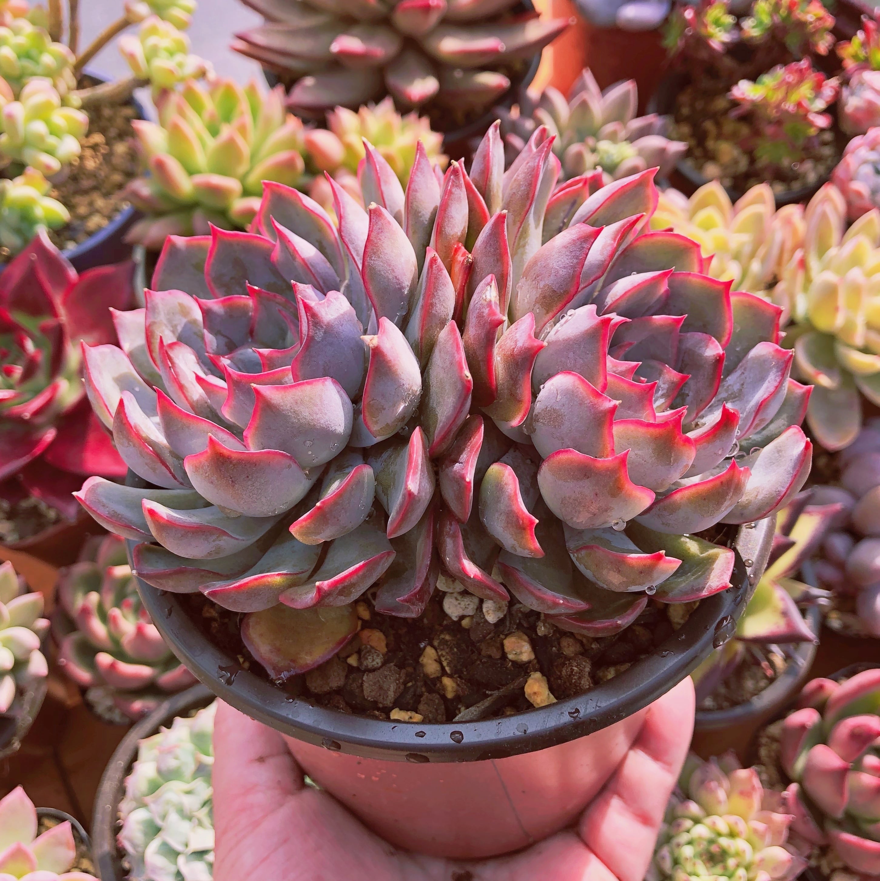 多肉植物 ダークアイス 特大 群生 | るる農園~多肉植物専門