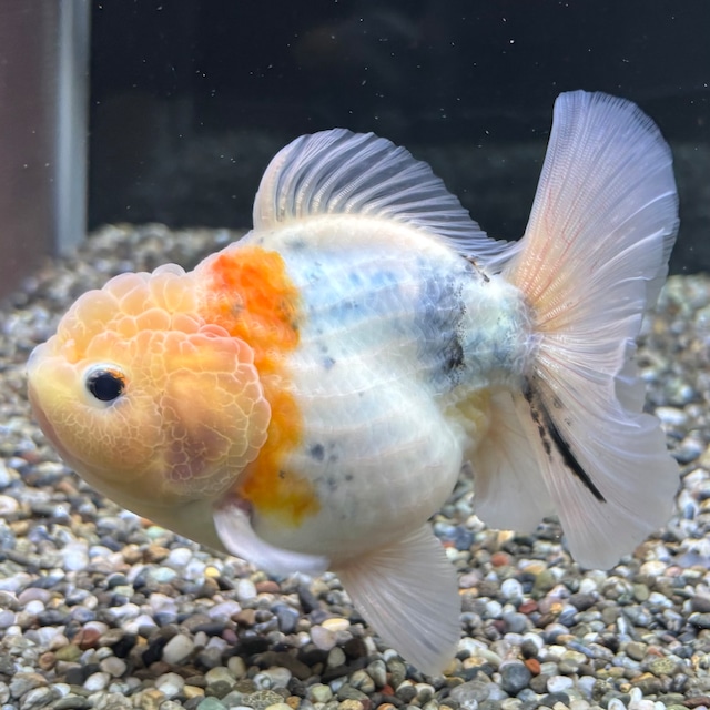 【セレクト】オランダST １２ｃｍ