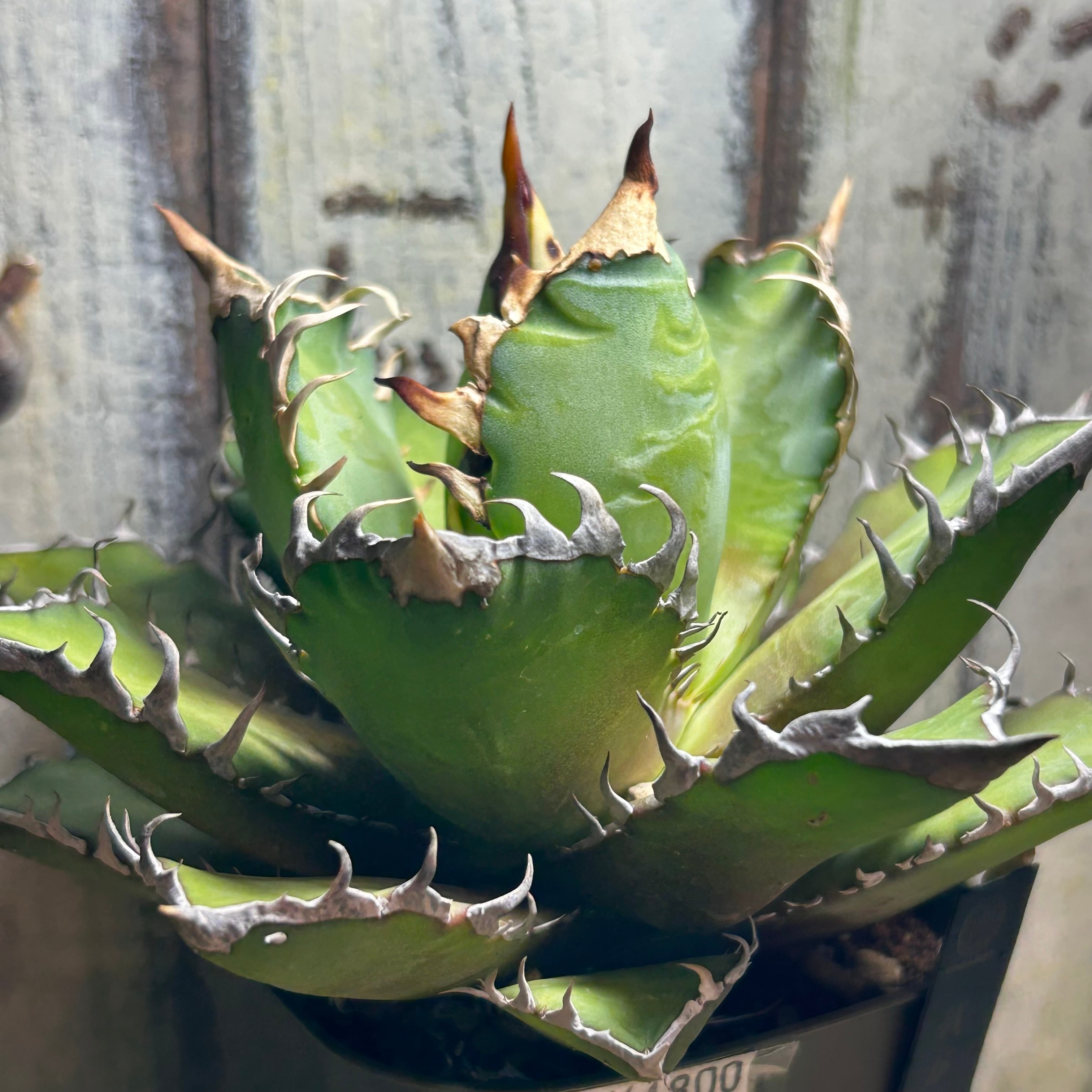 T)我が家の赤猫 アガベ | RuPo 多肉植物専門店
