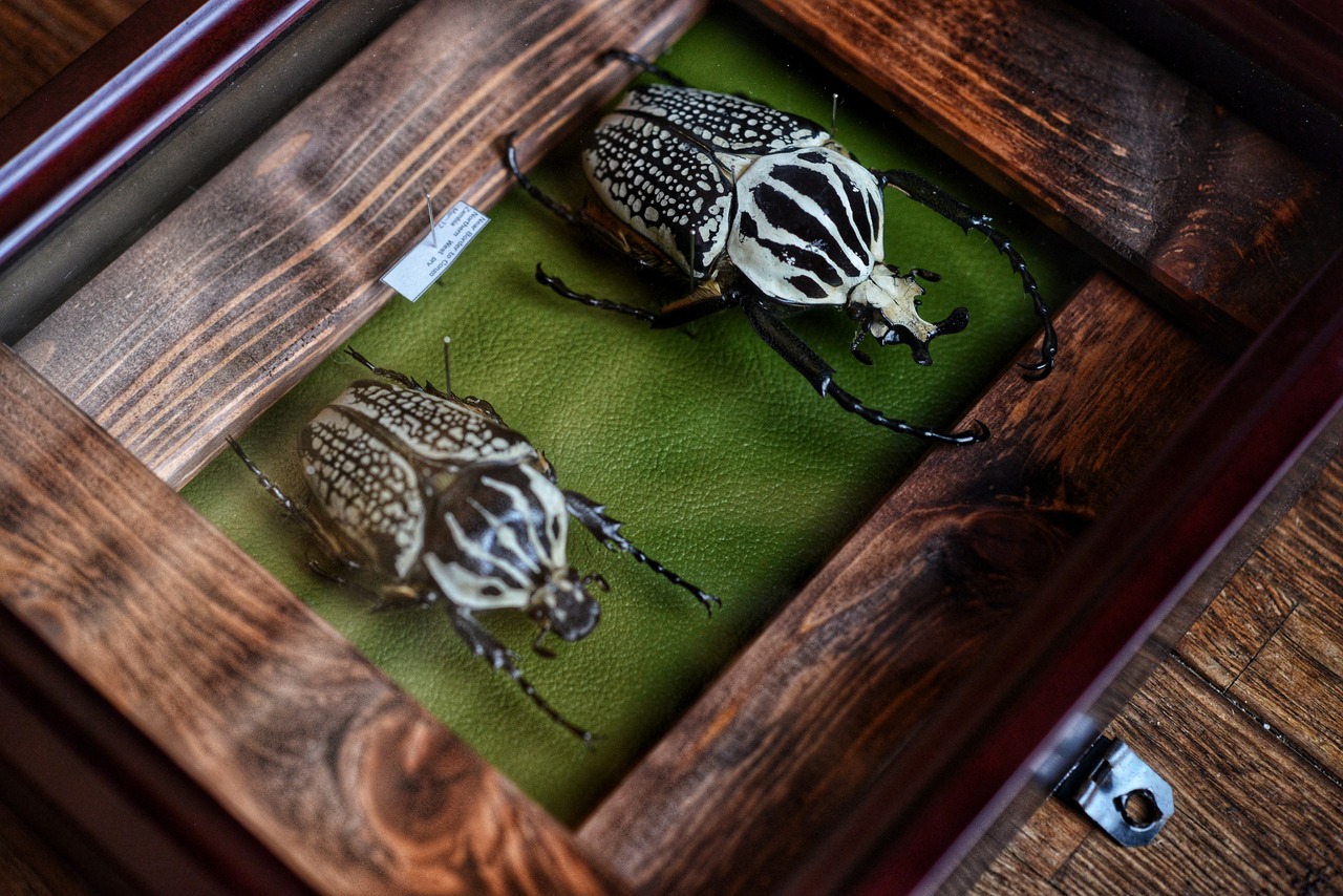 シラフゴライアス/Goliathus ふりまわす orientalis（コンゴ産、1オス） 