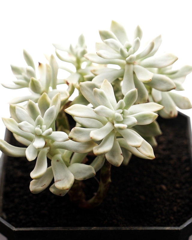 発根済カット苗 ファントム錦 大群生 Echeveria 'Phantom Variegated'