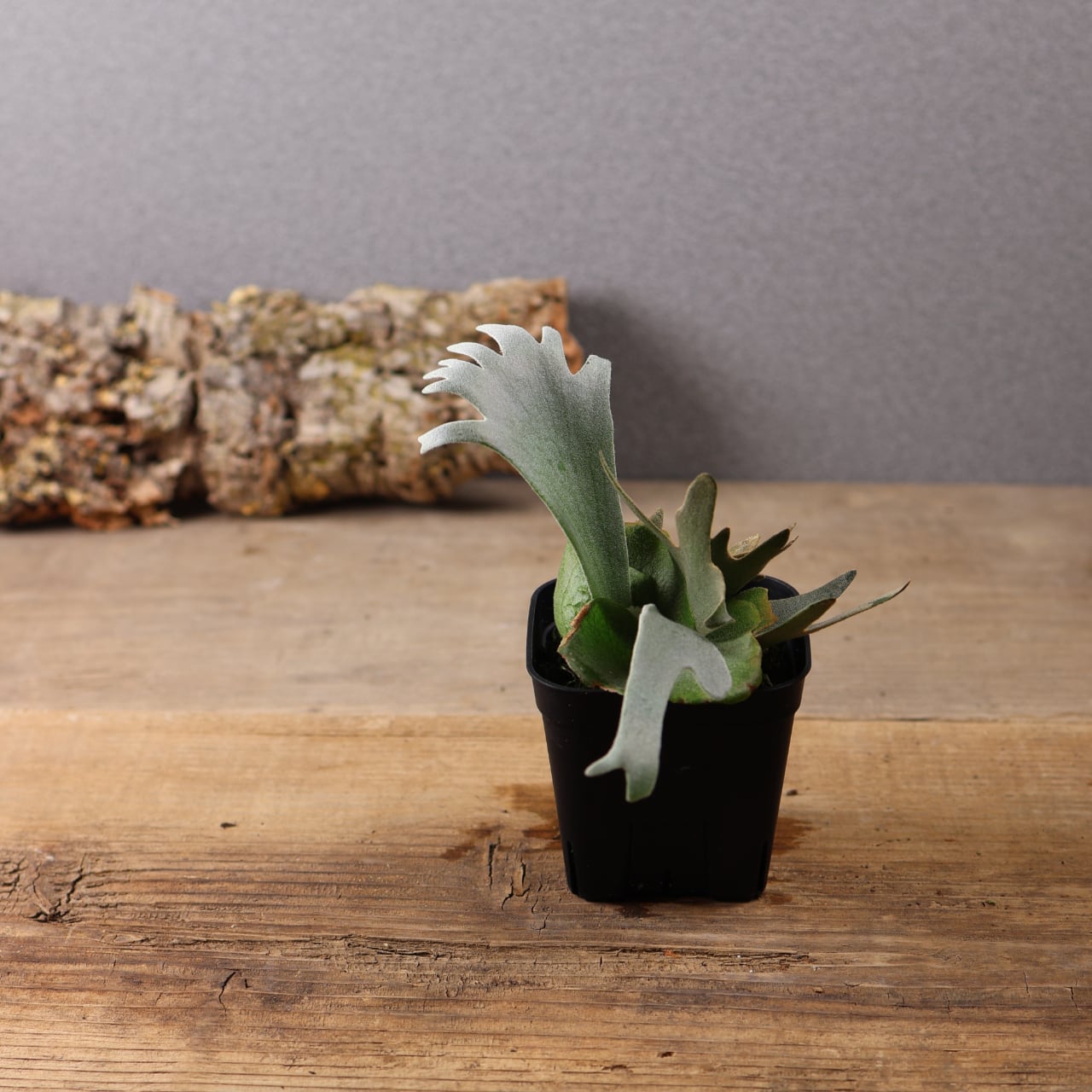 603『ビカクシダ ナノ Nano』 観葉植物【送料無料】 | MARX PLANTS