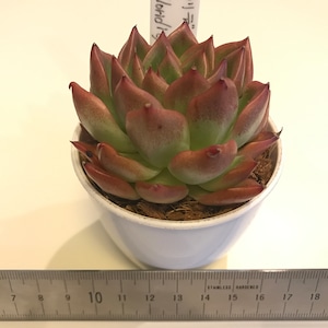 多肉植物 エケベリア フロリディティ Echeveria Floridity