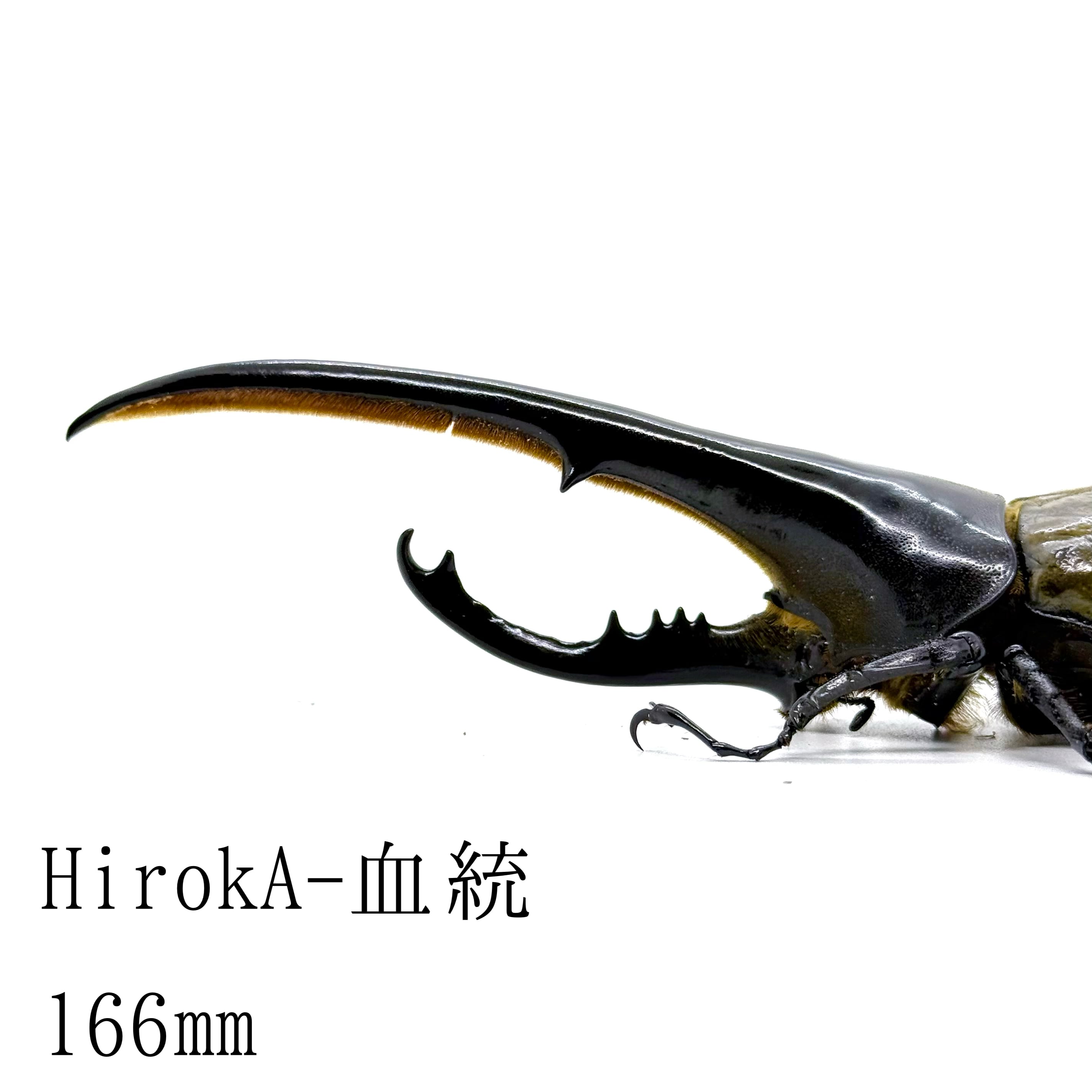 【ヘラクレス・ヘラクレス】オス単品 158mm ③ ヘラクレスオオカブトオス♂ | HERCULES-TOKYO