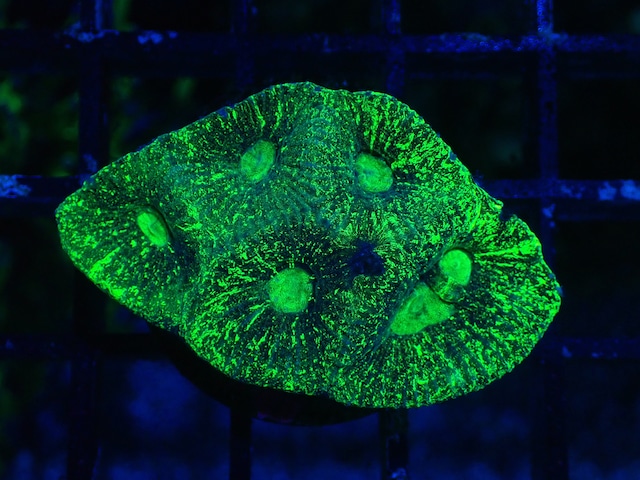 Goniastrea Frag 5