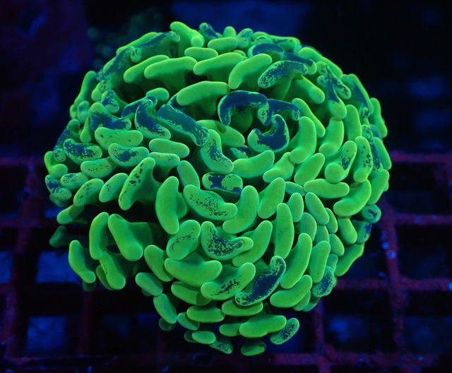 Neon Pulse 4