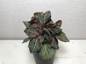 ユーフォルビア フランコイシー