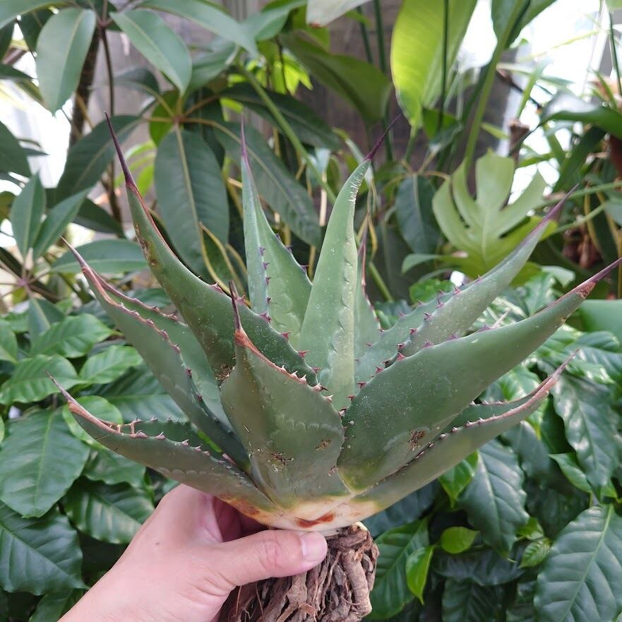 アガベ ジェントリー ジョーズ agave gentryi 