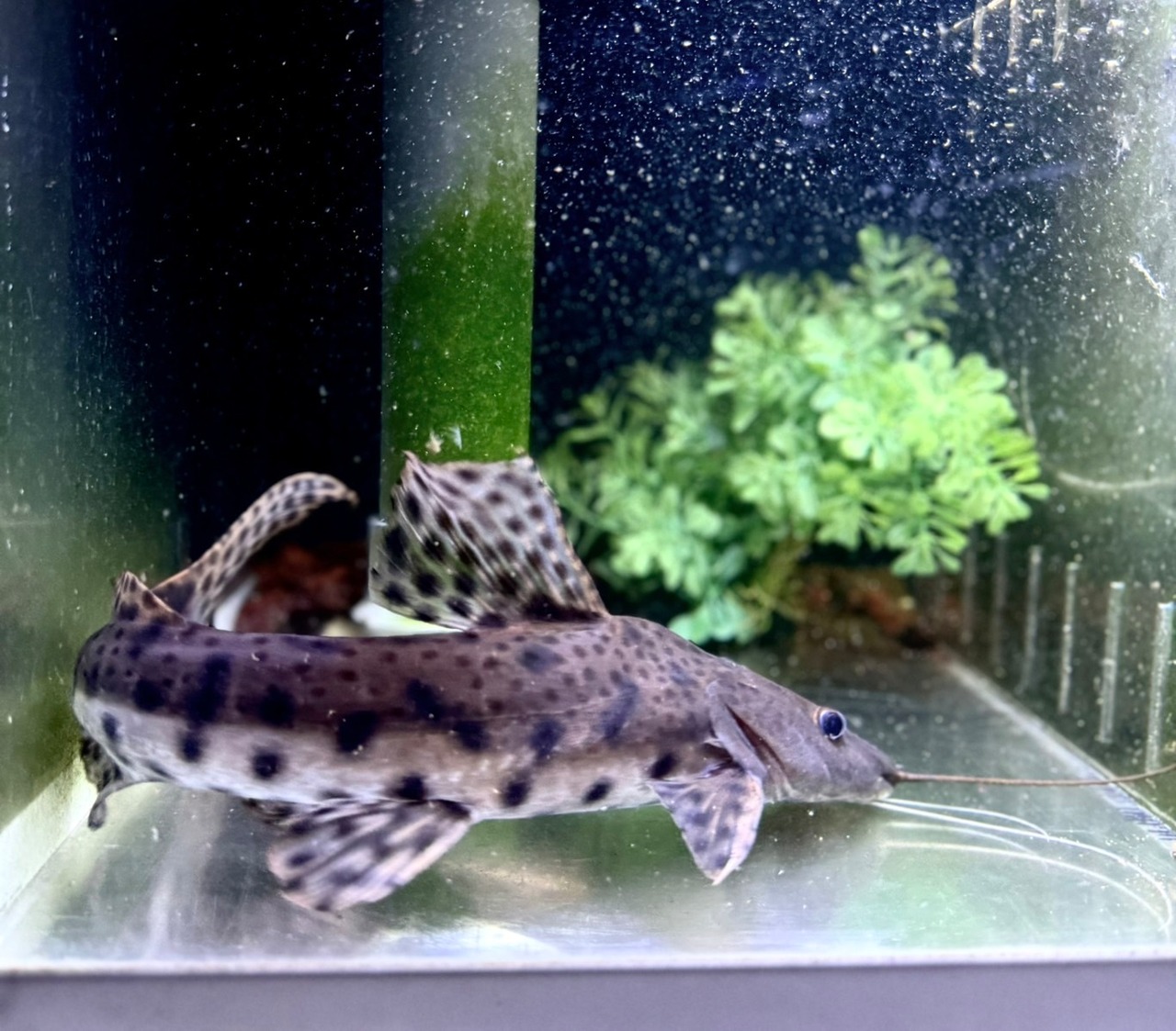 ピンダードキャット×タイガーシャベルノーズ - 4