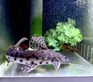 ピンダードキャット×タイガーシャベルノーズ