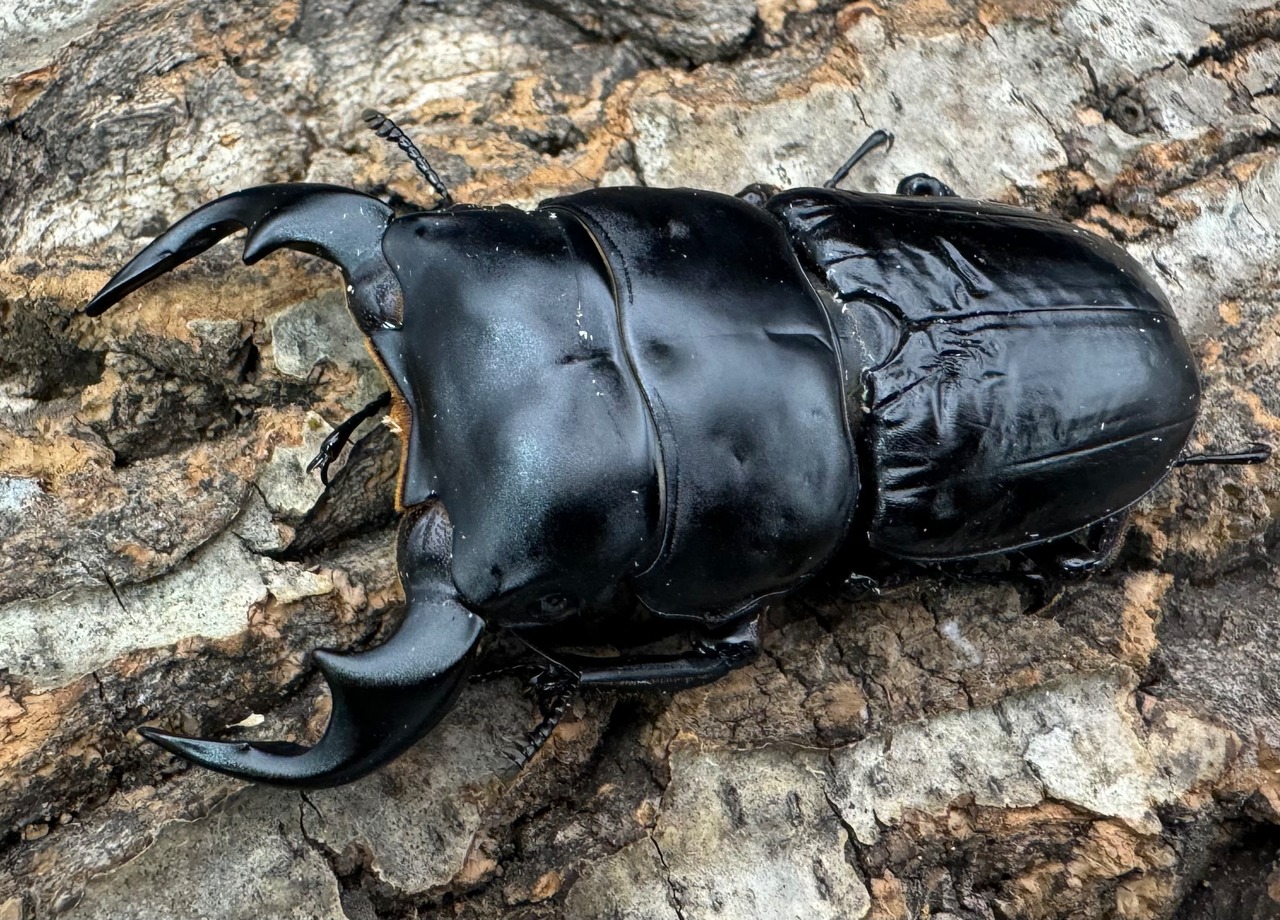 《インドアンタエウス タイガーヒル産 70.5mm ペア》