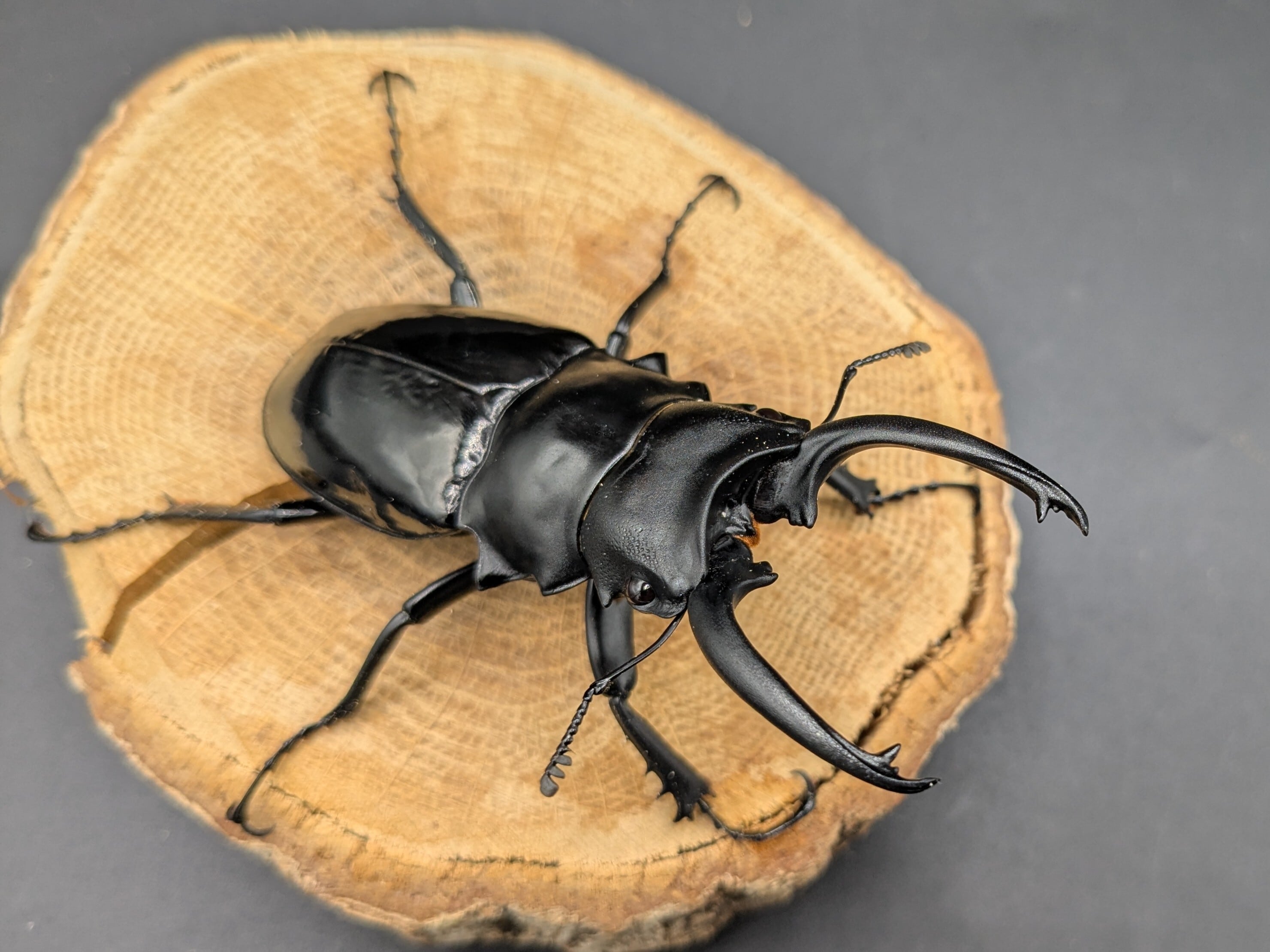 WDダールマンツヤ ♂80mm♀44mm