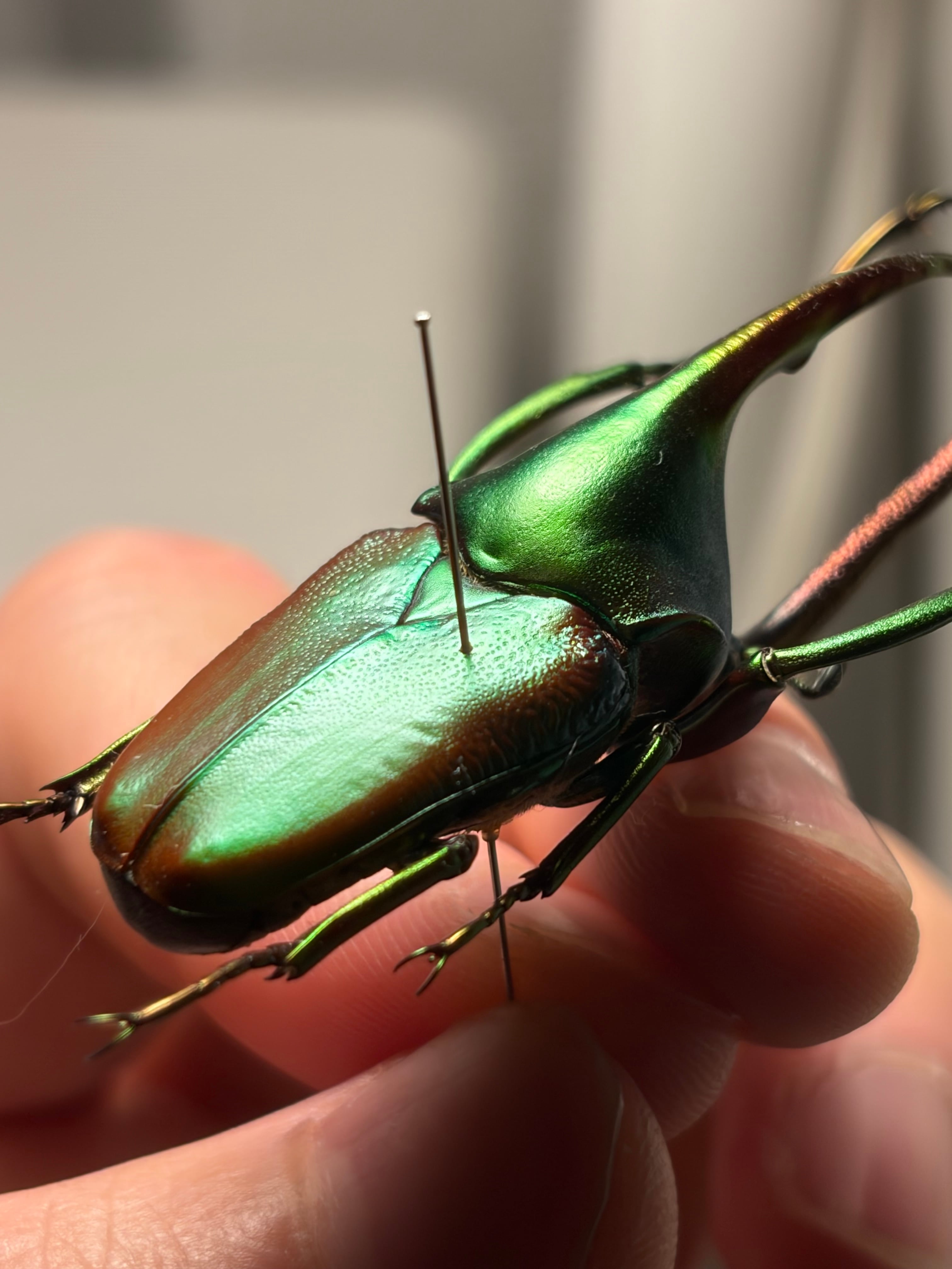 皺無特大】カブトハナムグリ コガネムシ プラチナコガネ カナブン