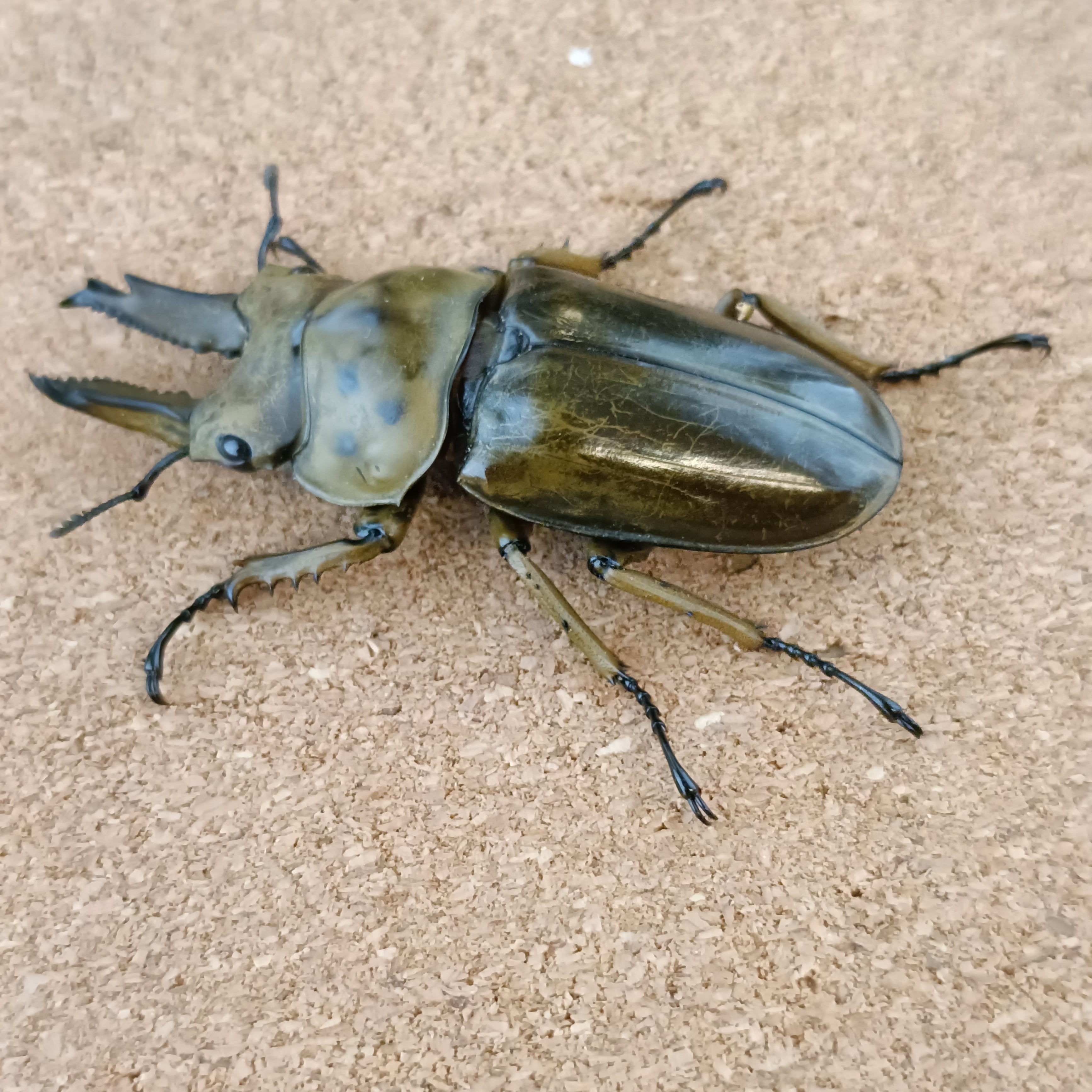 ババオウゴンオニクワガタ ♂ 59.5mm | カブクワショップ横浜