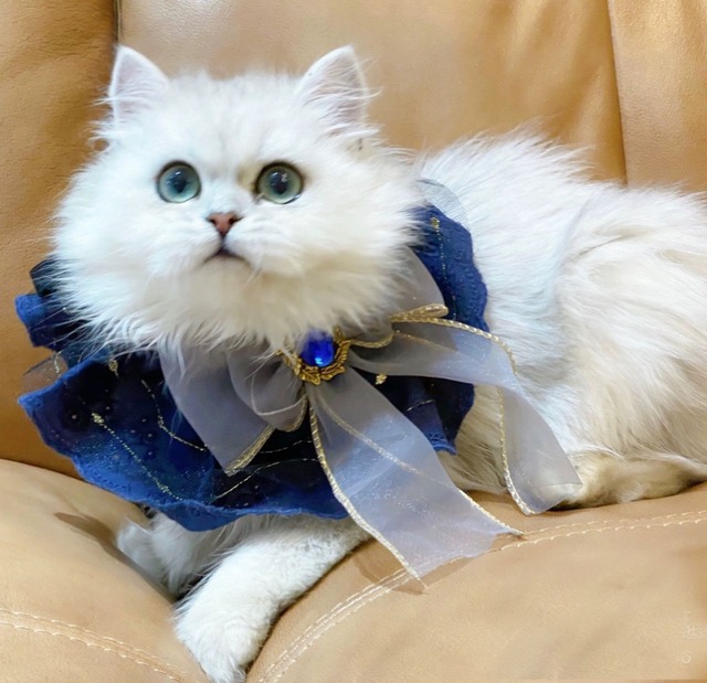 ROYAL RIBBON エプロン　猫　リボン　付け襟　猫グッズ　