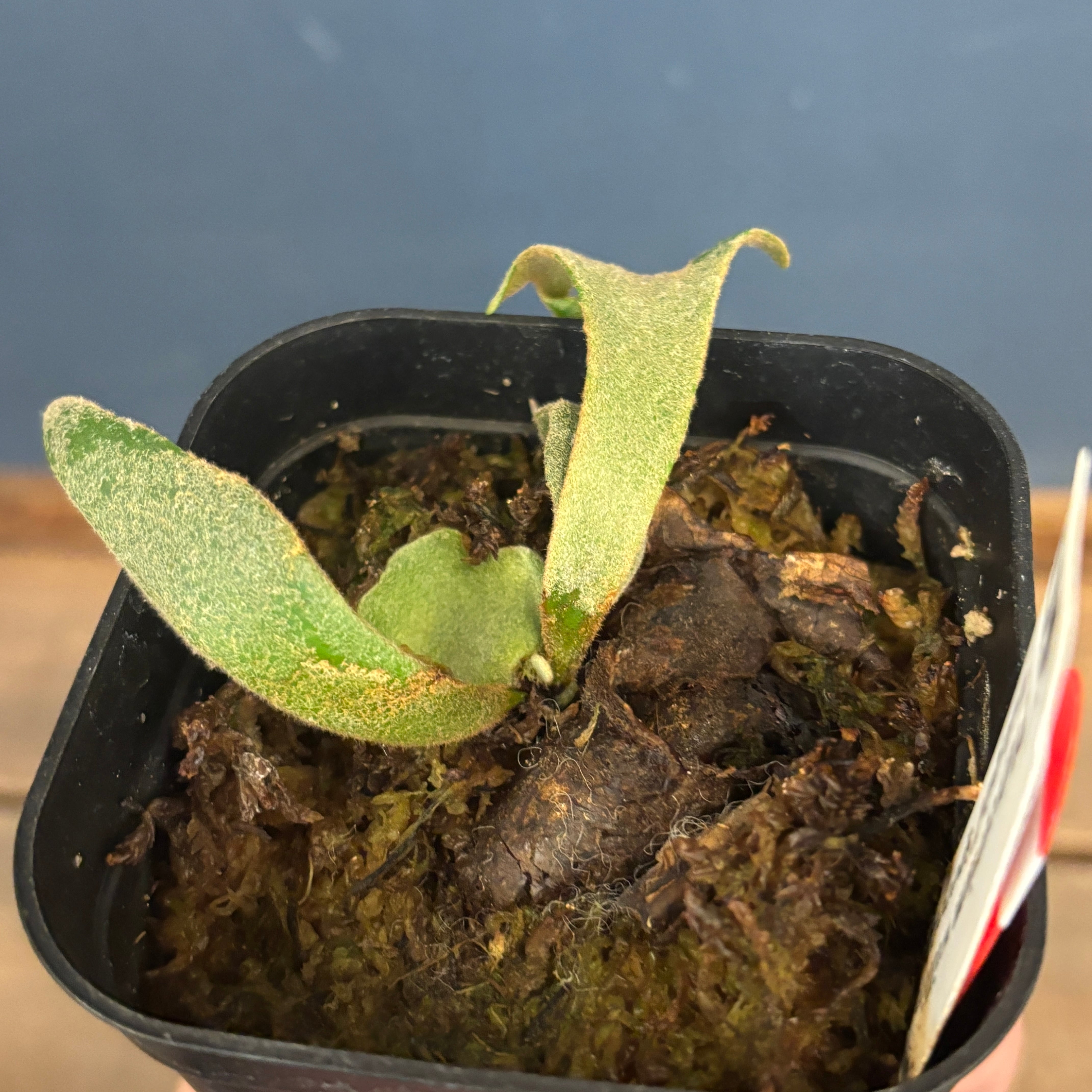 クリアランス】ビカクシダ ジェイドガール P. willinckii 'Jade Girl